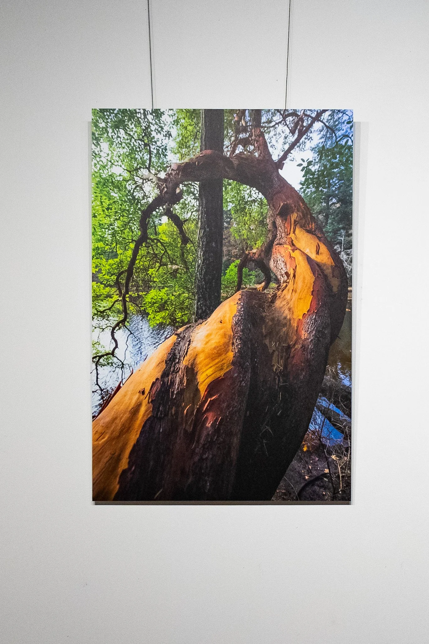 Twirly-Arbutus.jpg