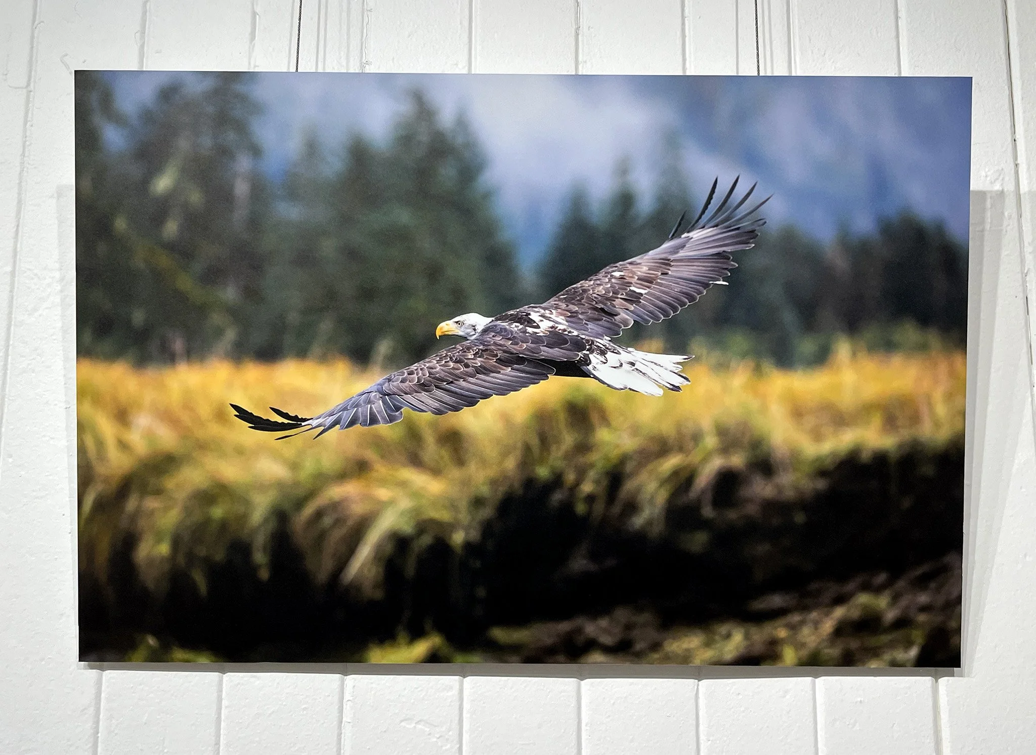 Soaring Eagle - 16x24