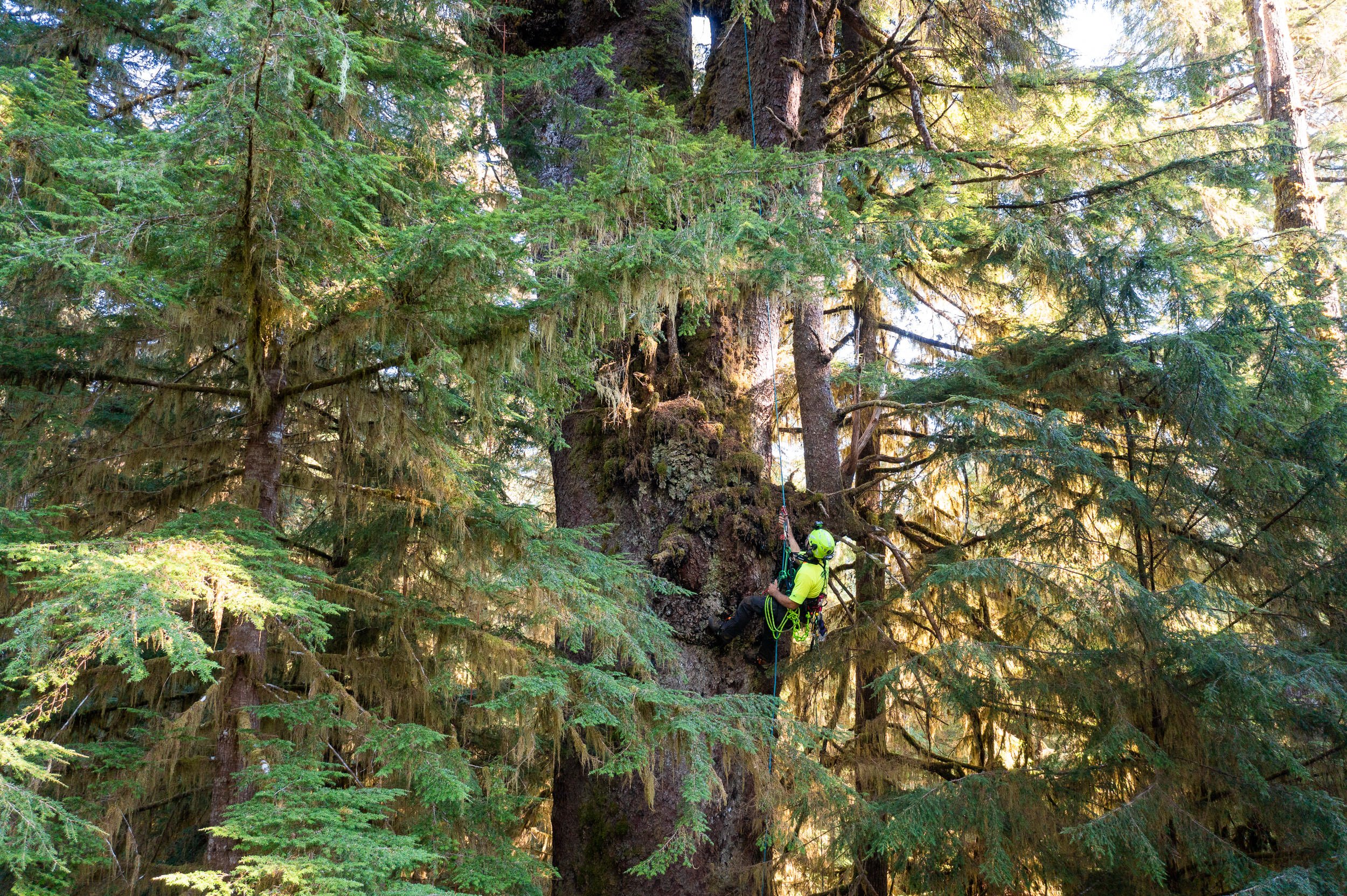 carmanah-valley-largest-spruce-tree-climb-563.jpg