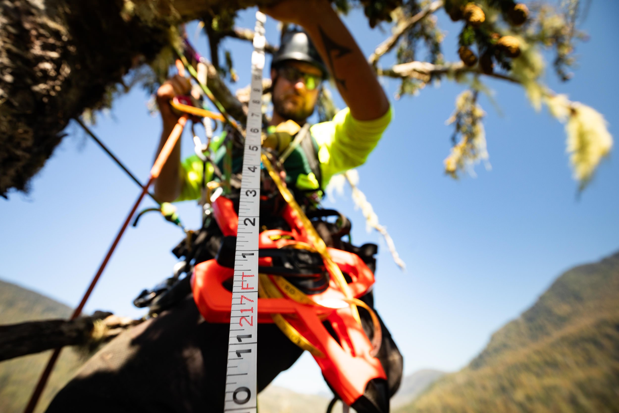 carmanah-valley-largest-spruce-tree-climb-717.jpg