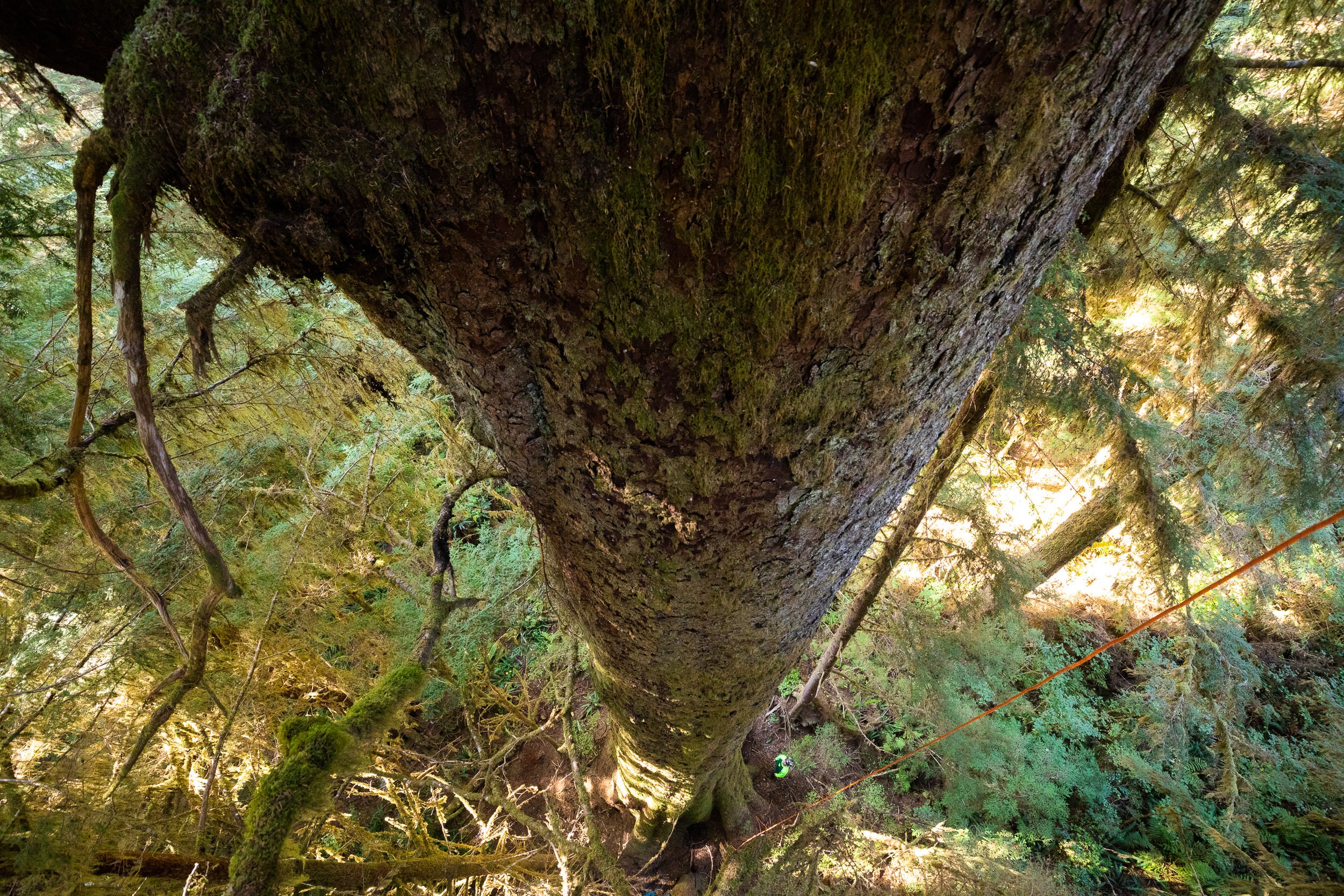 carmanah-valley-largest-spruce-tree-climb-656.jpg