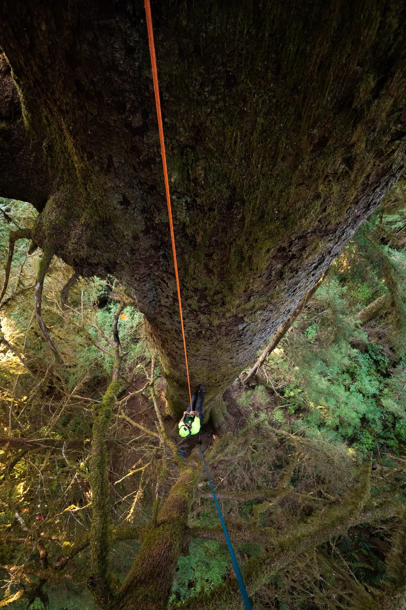 carmanah-valley-largest-spruce-tree-climb-841.jpg