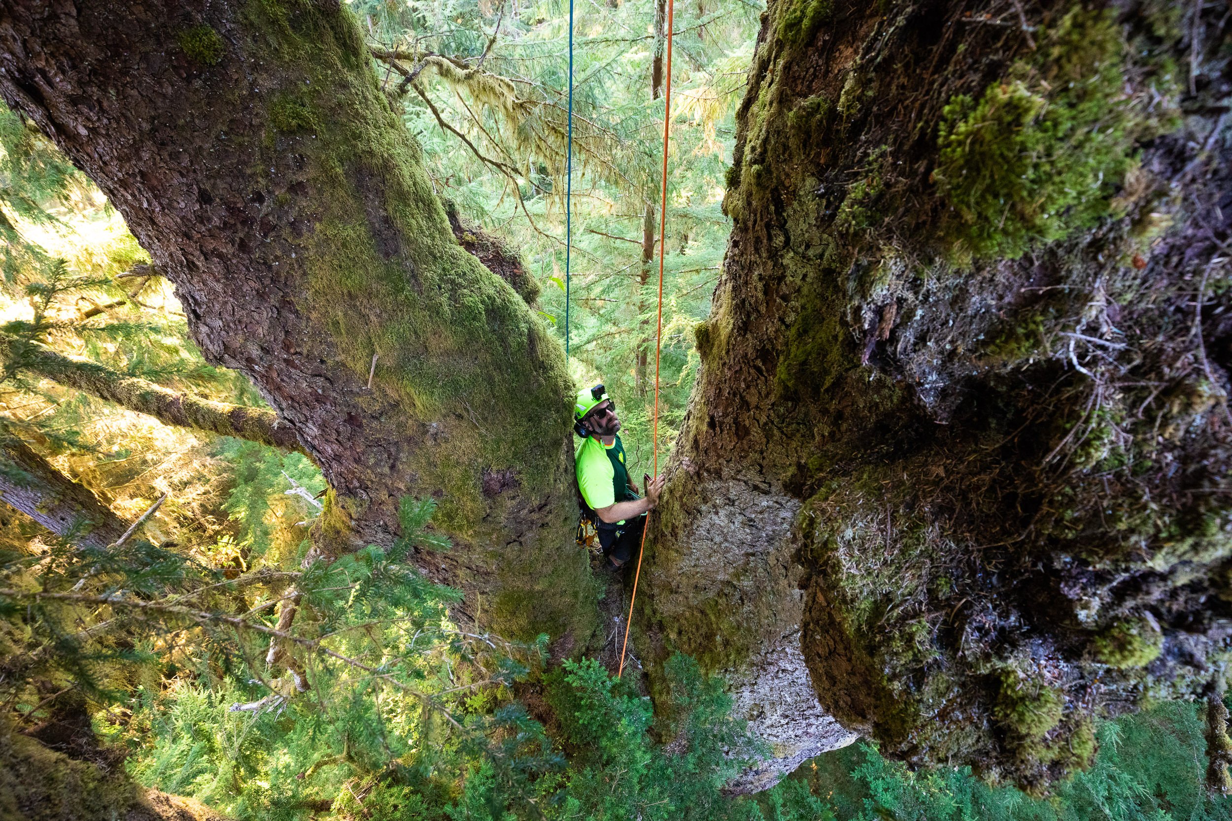 carmanah-valley-largest-spruce-tree-climb-814.jpg