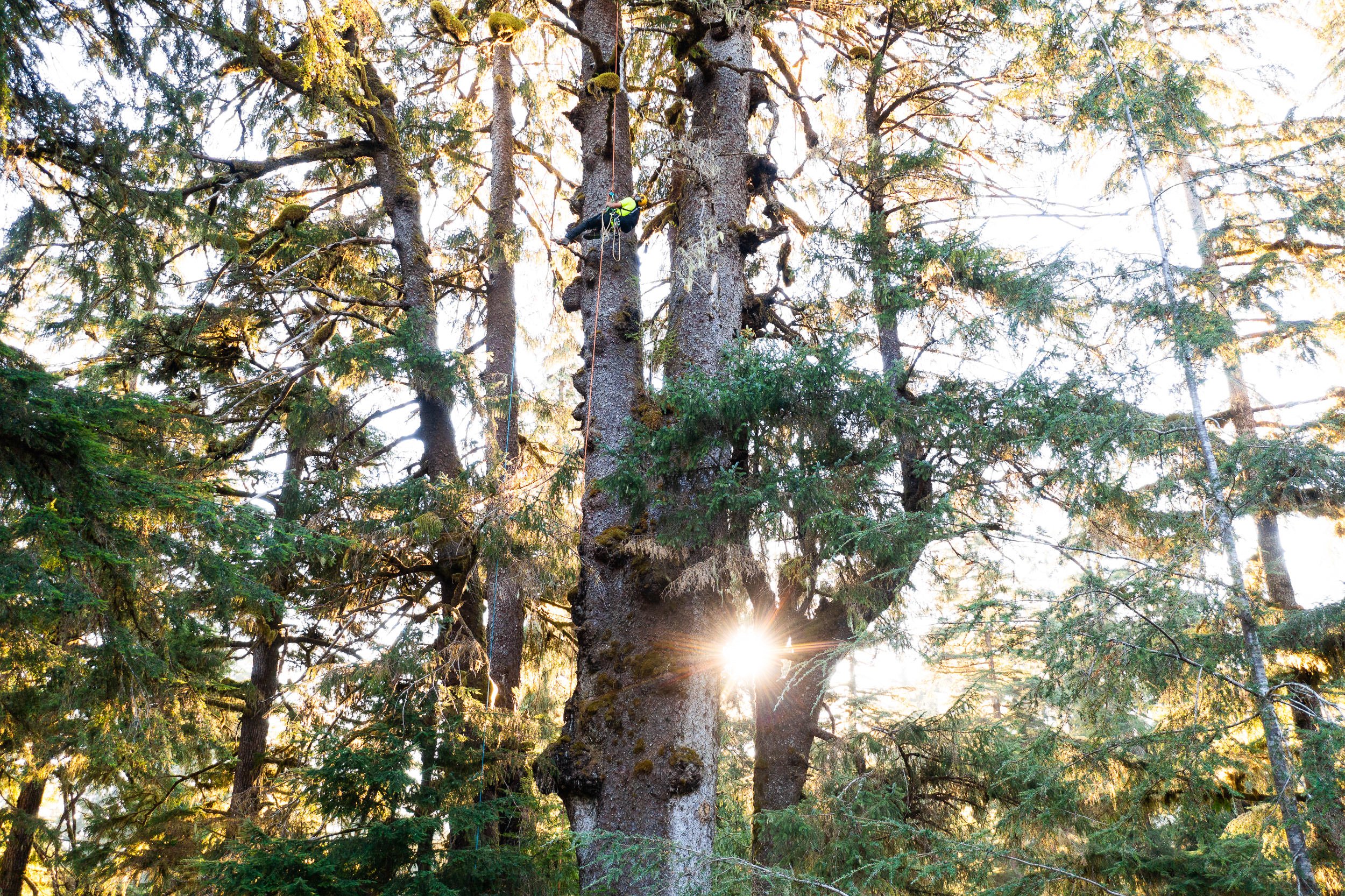 carmanah-valley-largest-spruce-tree-climb-844.jpg