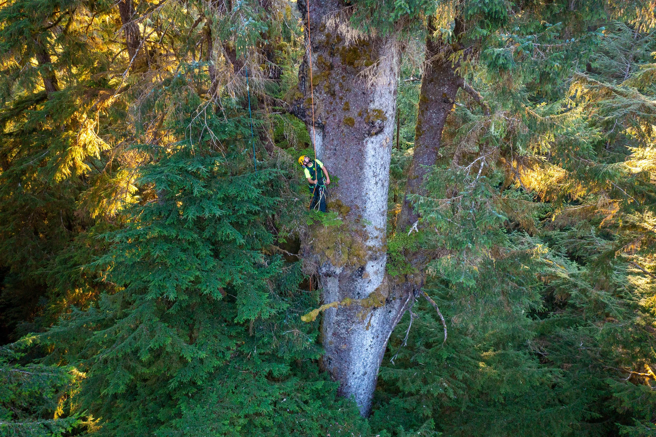 carmanah-valley-largest-spruce-tree-climb-859.jpg