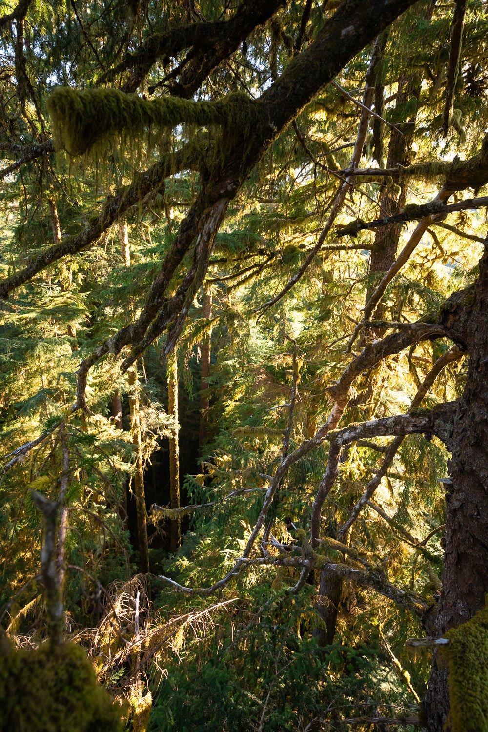 carmanah-valley-spruce-tree-climb-793.jpg