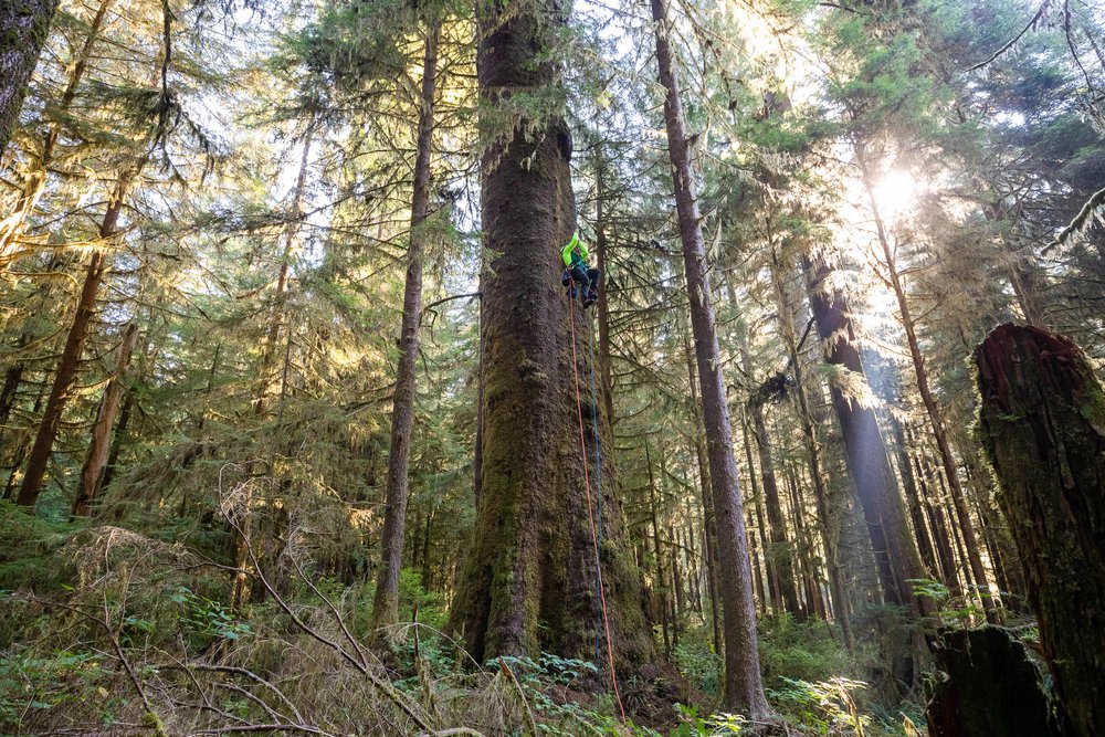 carmanah-valley-spruce-tree-climb-121.jpg