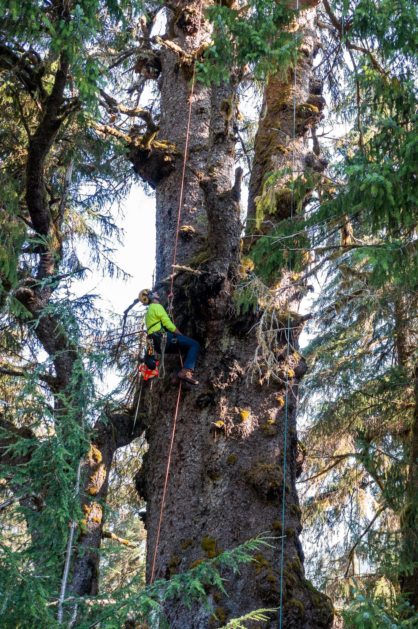 sitka-spruce-canopy-tree-climber.jpg