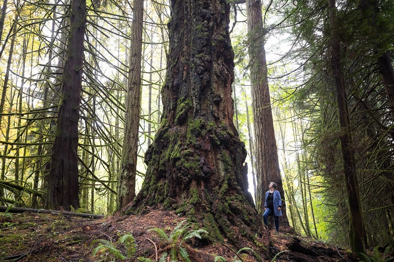 See our new hiking guides to Victoria&rsquo;s big trees and old-growth forests! 🌲 (Link in Bio)

Did you know you don&rsquo;t have to travel down rough backroads to see giant trees? In fact, just outside BC&rsquo;s capital, in the territories of the