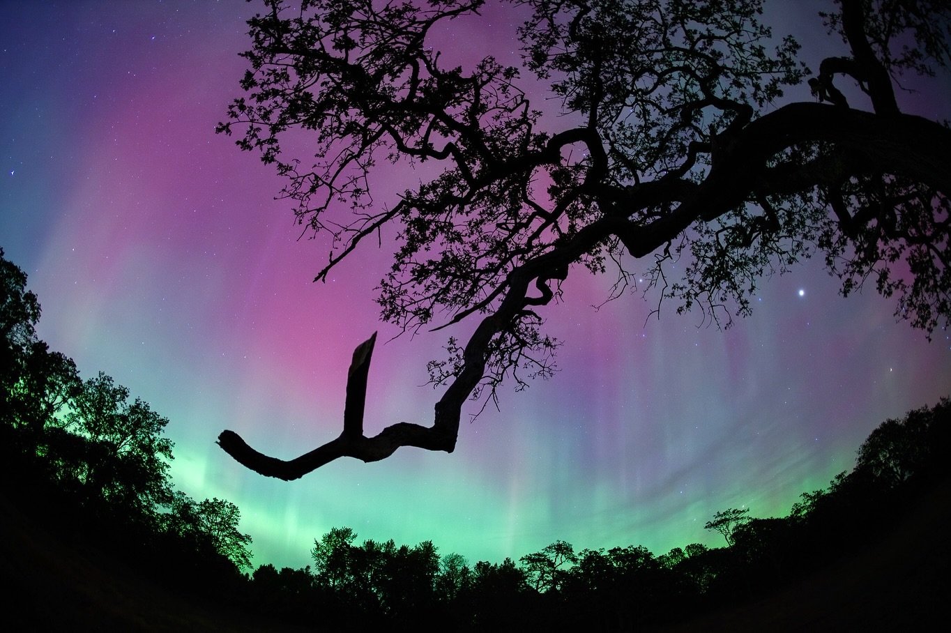 The northern lights paint the night sky in a dreamy technicolor display. On October 10th, Victoria was treated to another intense aurora showing in what has been an epic year so far. Walking through the misty oak meadow after dark was surreal, with t