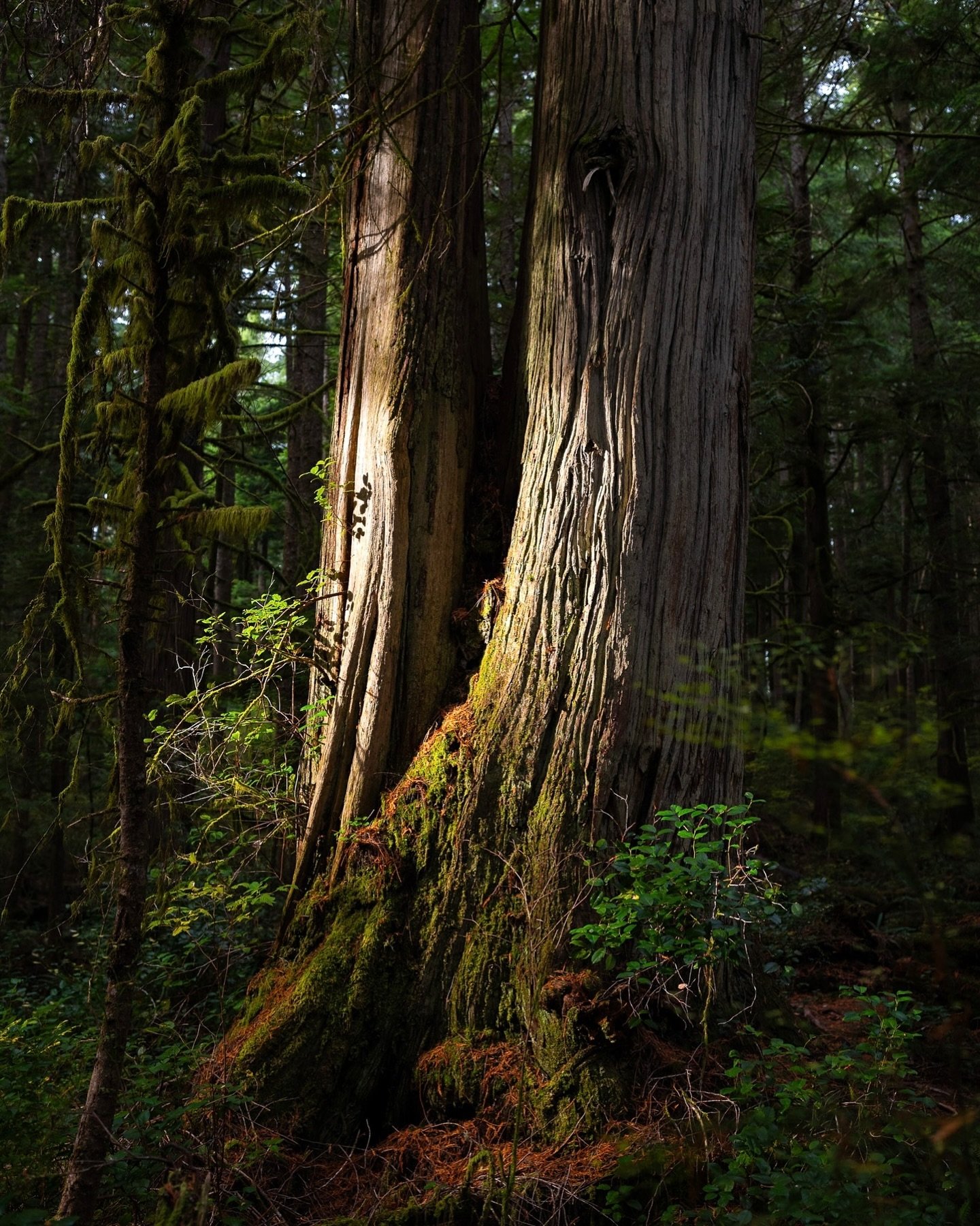 Magic light ✨🌲✨
&mdash;
#ancientforest #oldgrowth #temperaterainforest #portrenfrew #redcedar #jurassicgrove #bigtrees #bigtreeseekers #vancouverisland #britishcolumbia #explorebc #worthmorestanding