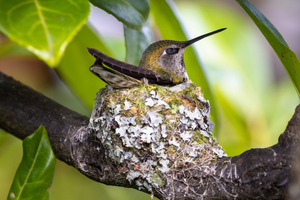 annas-hummingbird-nest-7.jpg