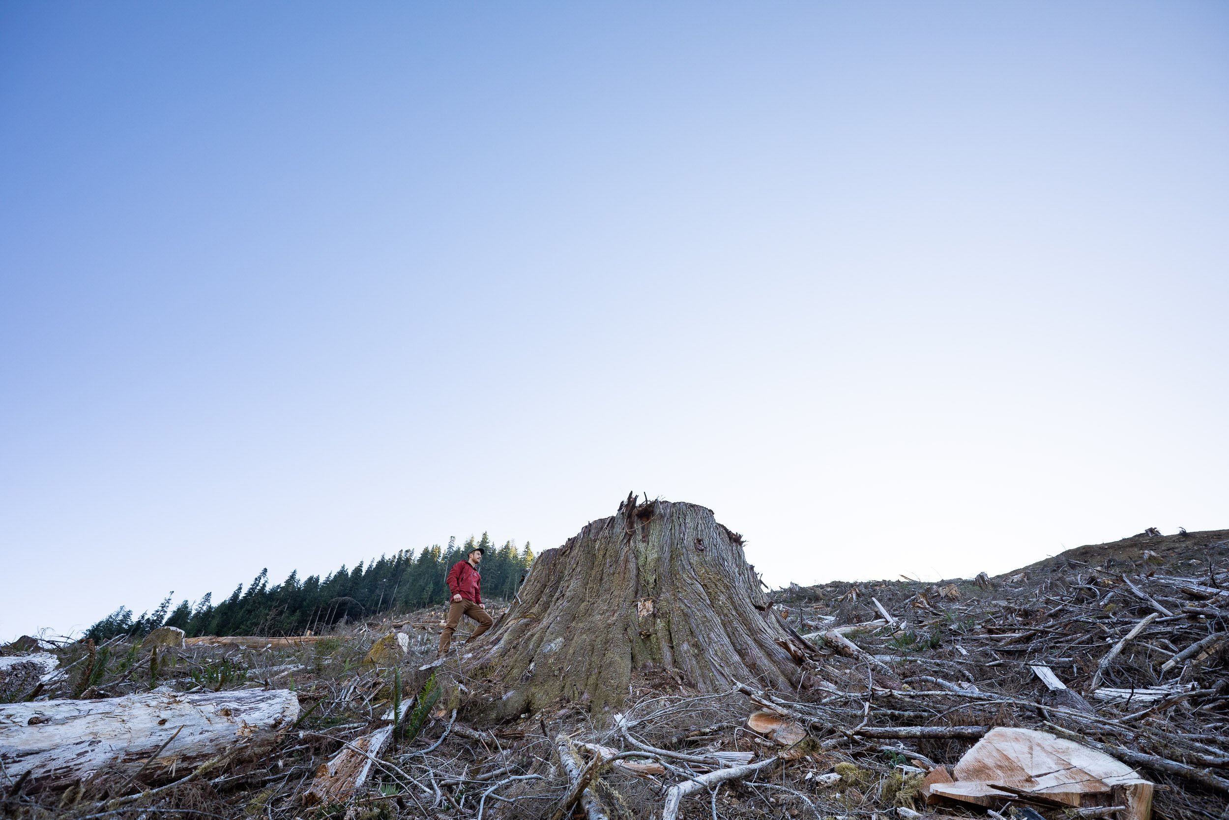 caycuse-before-after-logging-tj-watt-4.jpg