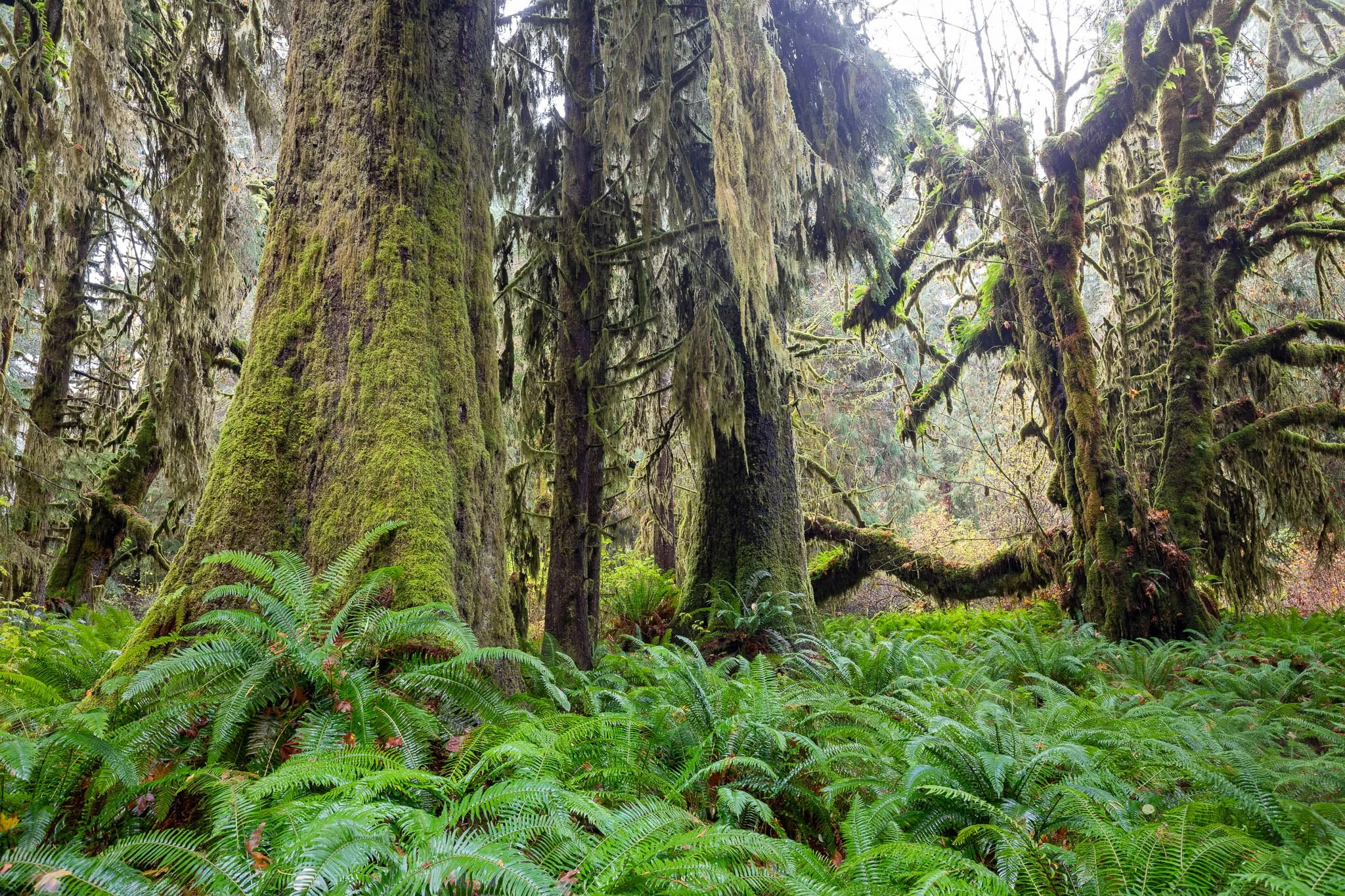 old-growth-temperate-rainforest-bc-251.jpg