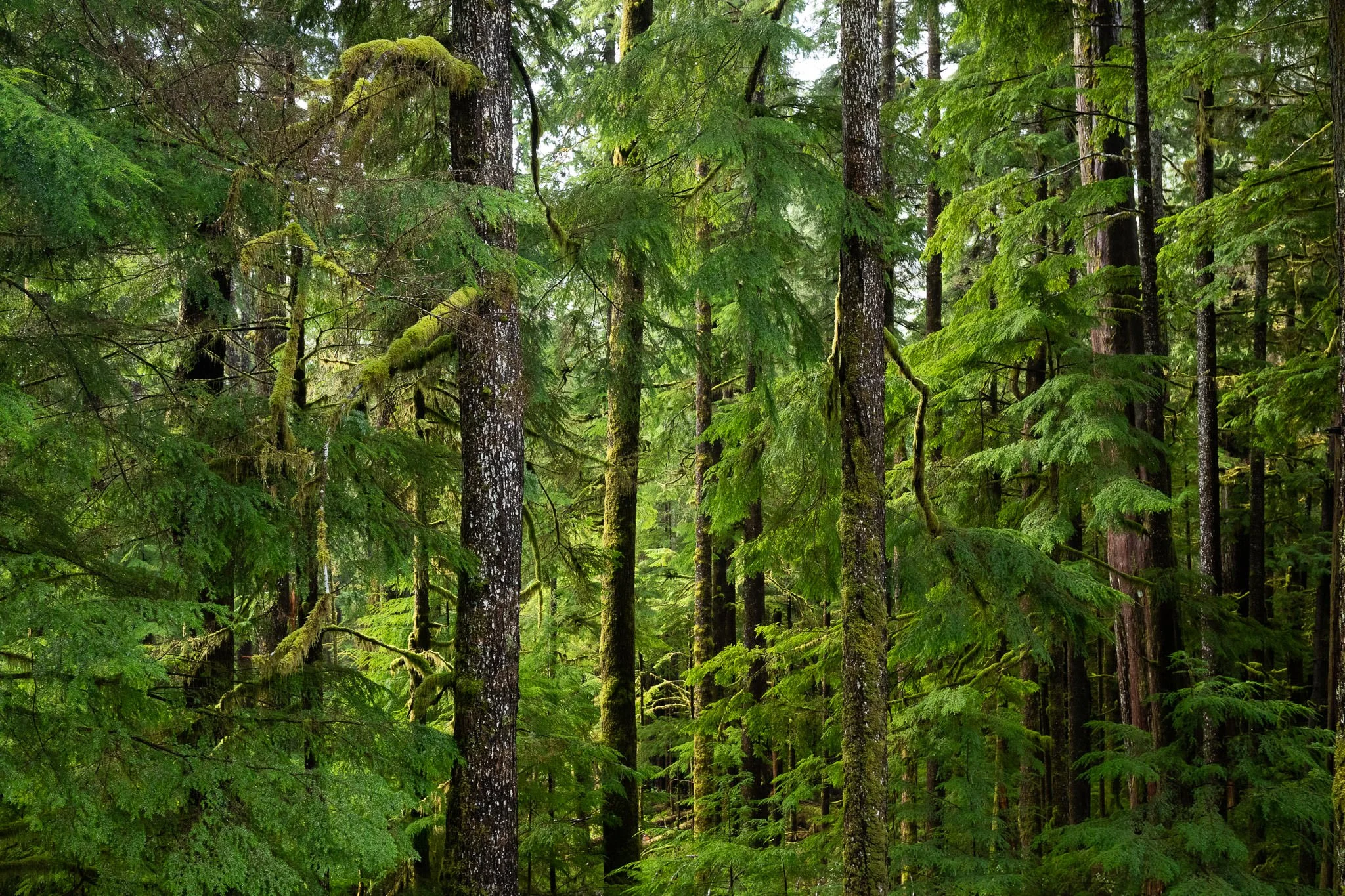 old-growth-temperate-rainforest-bc-87.jpg