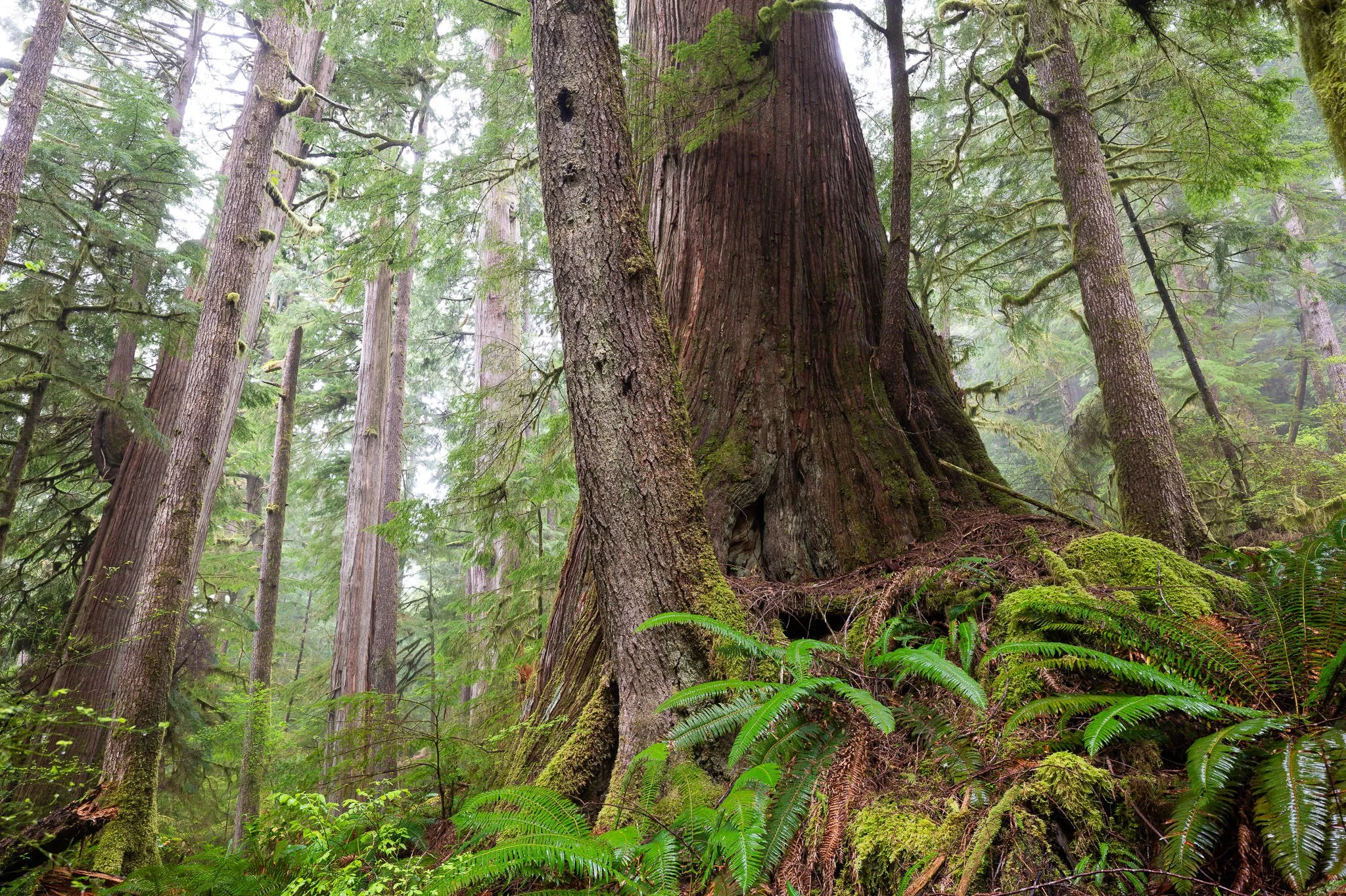 old-growth-temperate-rainforest-bc-208.jpg