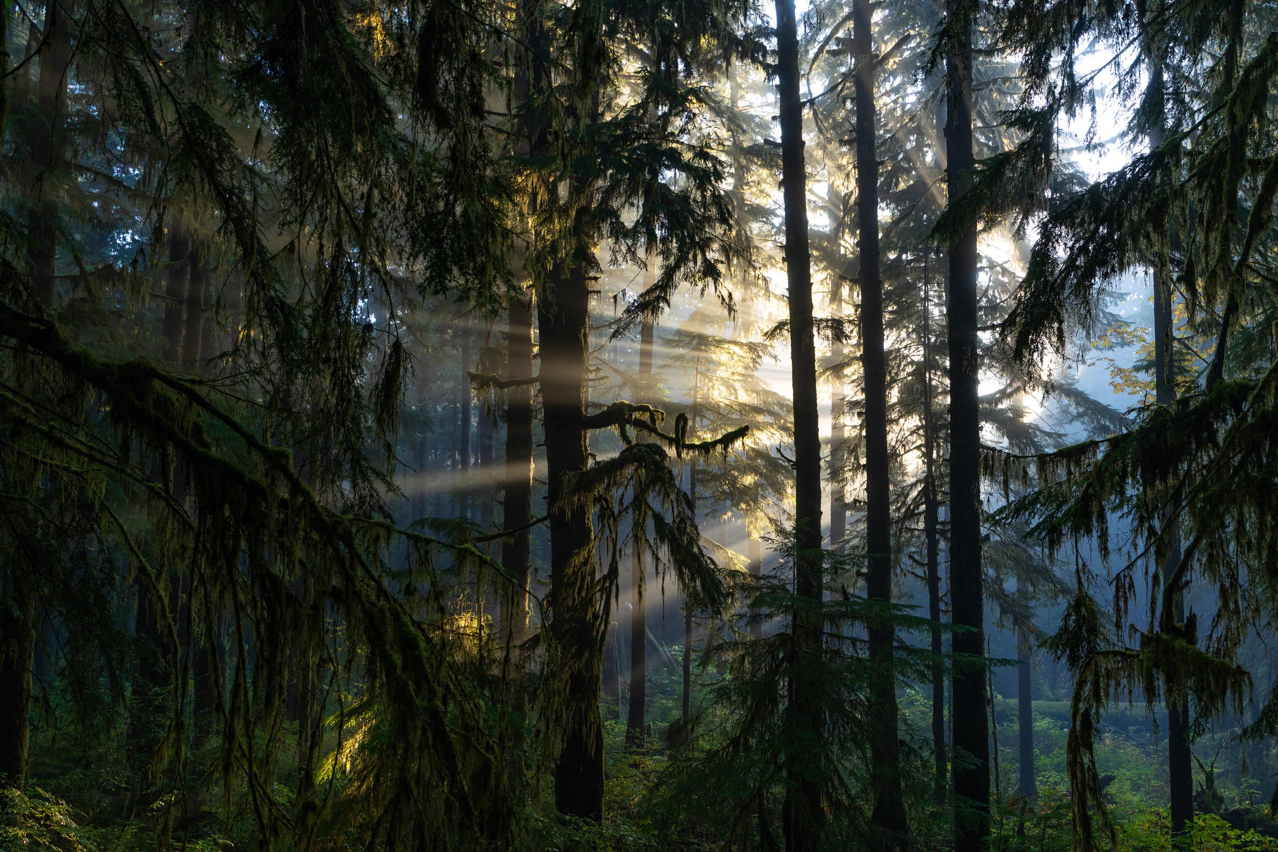 Rainforest-Rays-1.jpg