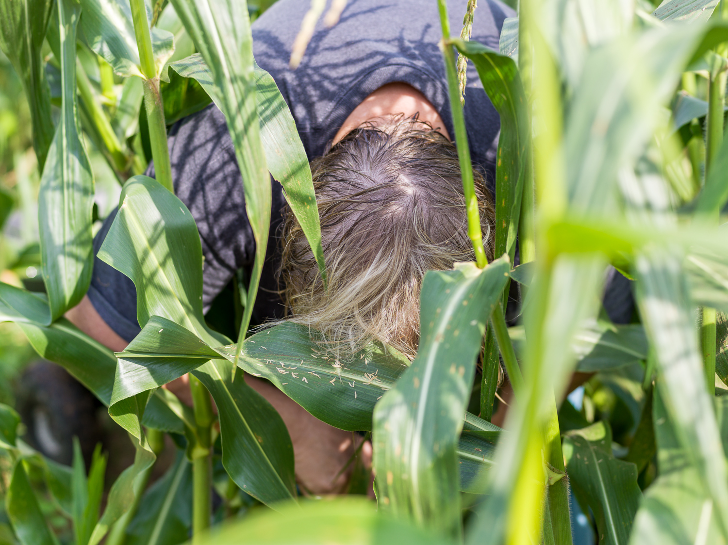 pam-picking-corn.jpg