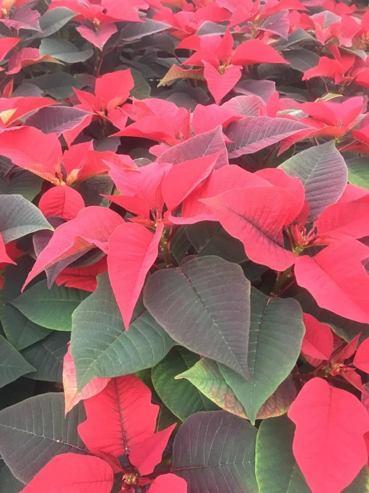 Poinsettia Festival and Craft Bazaar by Colonial Farm Nursery &amp; Landscaping Inc.