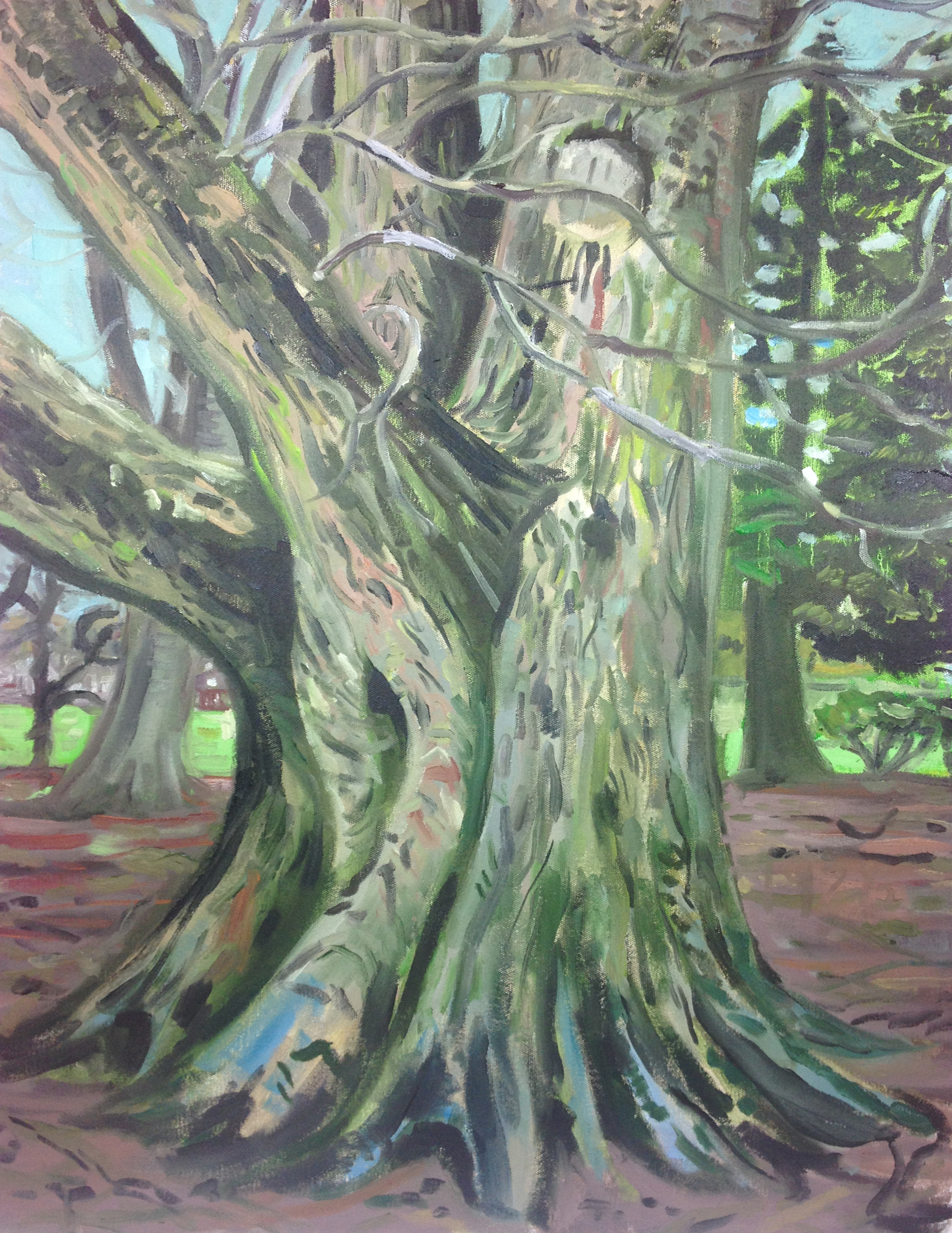 Oak 1