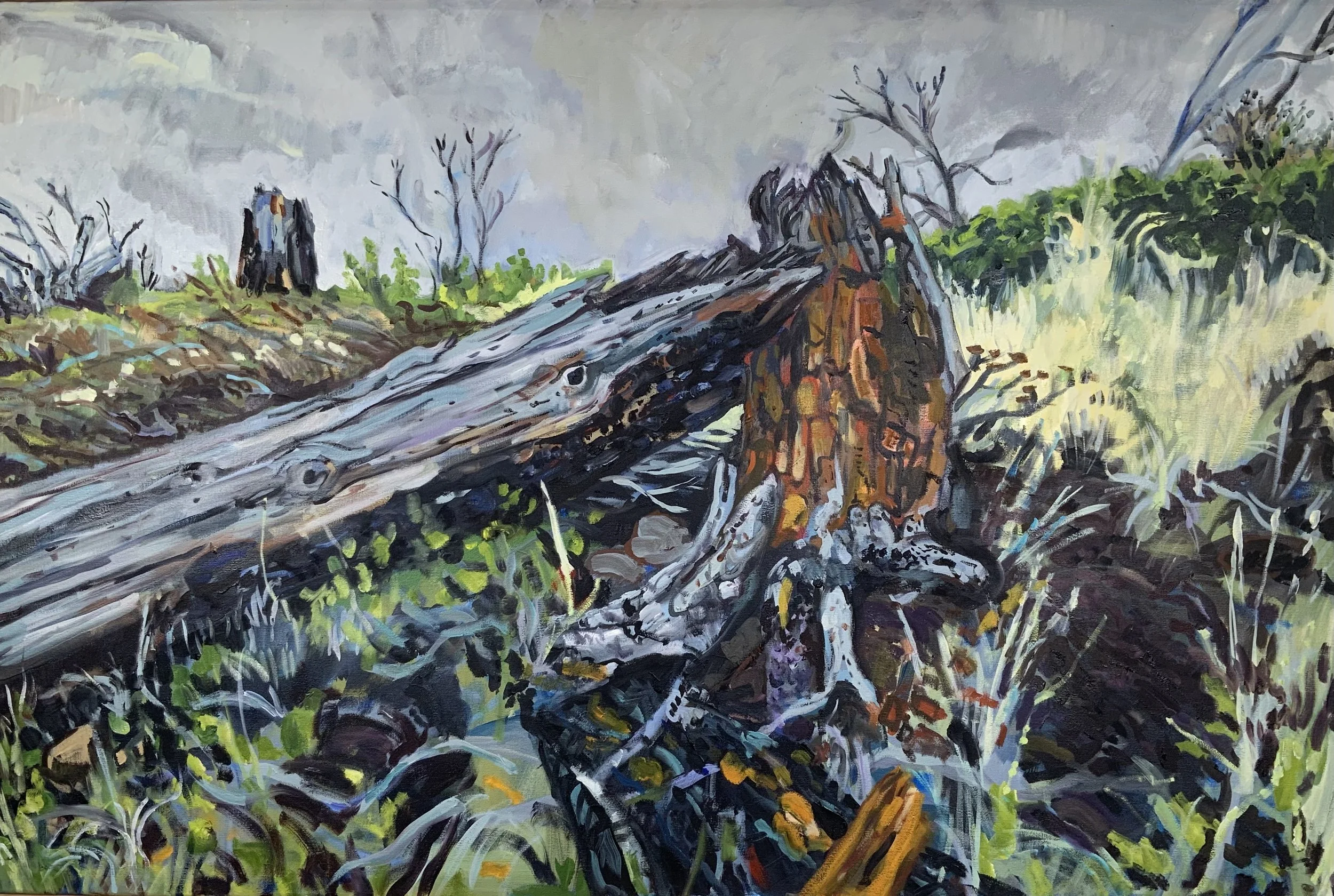 Fire fallen tree, Punch Bowl