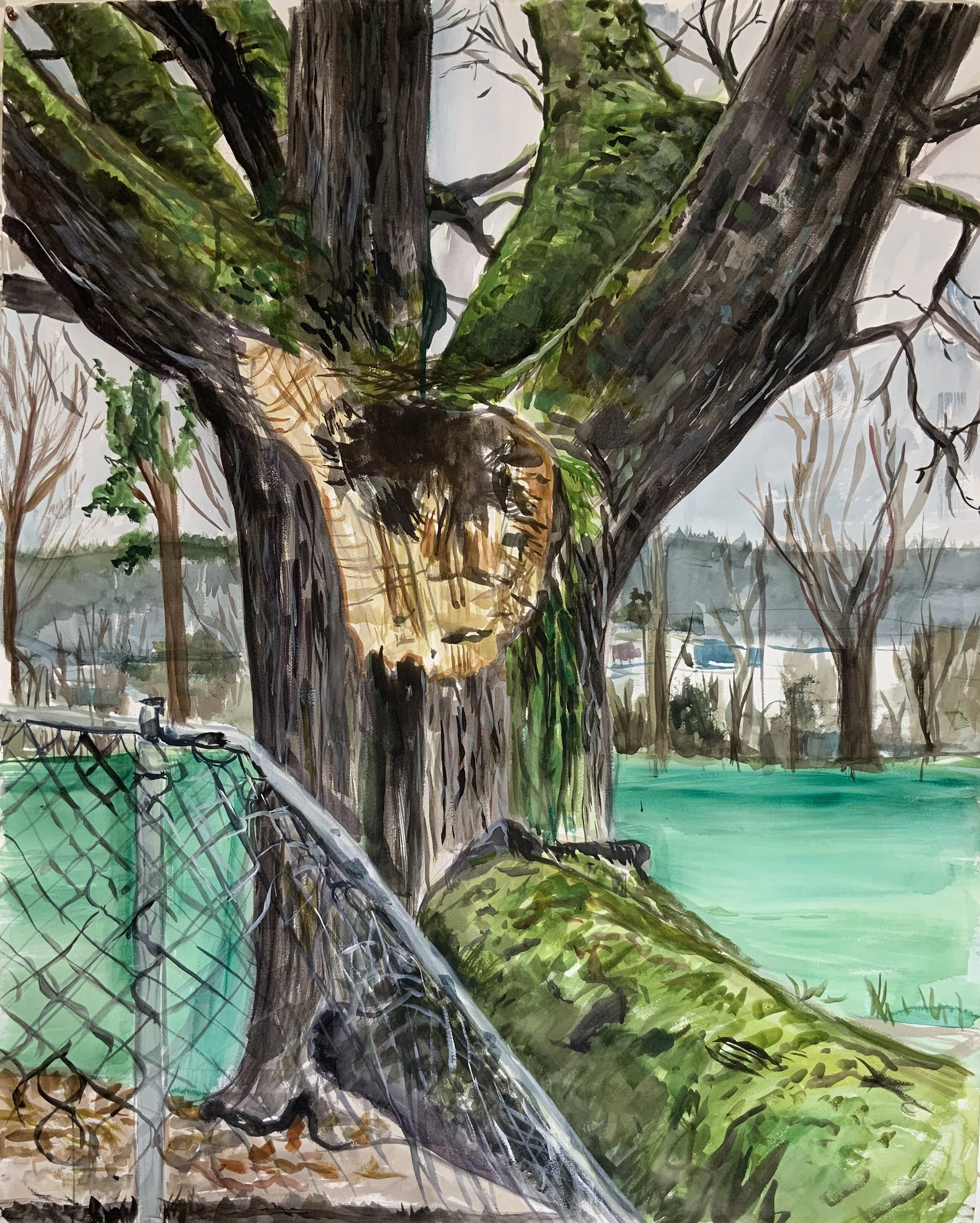 Storm broken oak