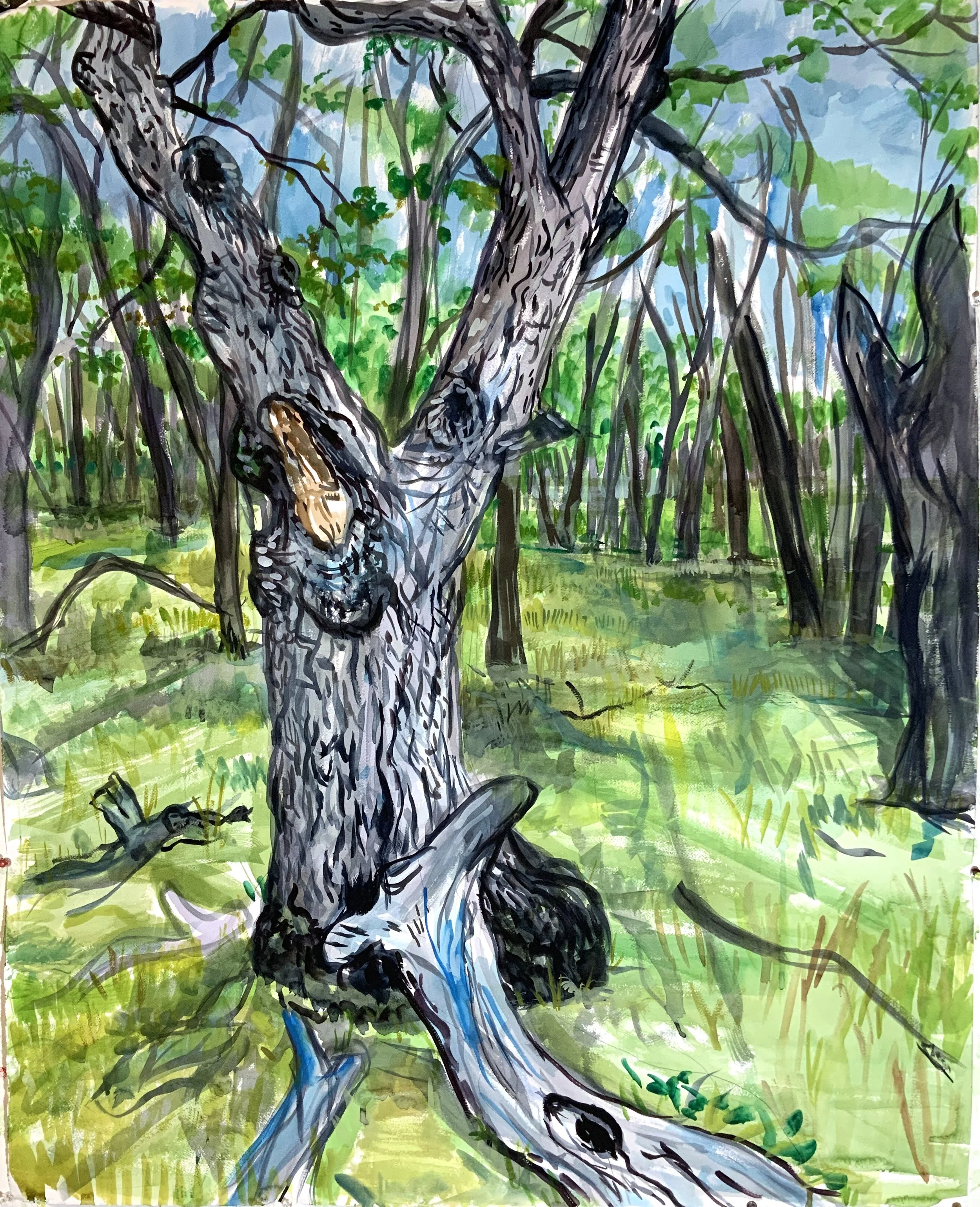 White oak with fallen branch