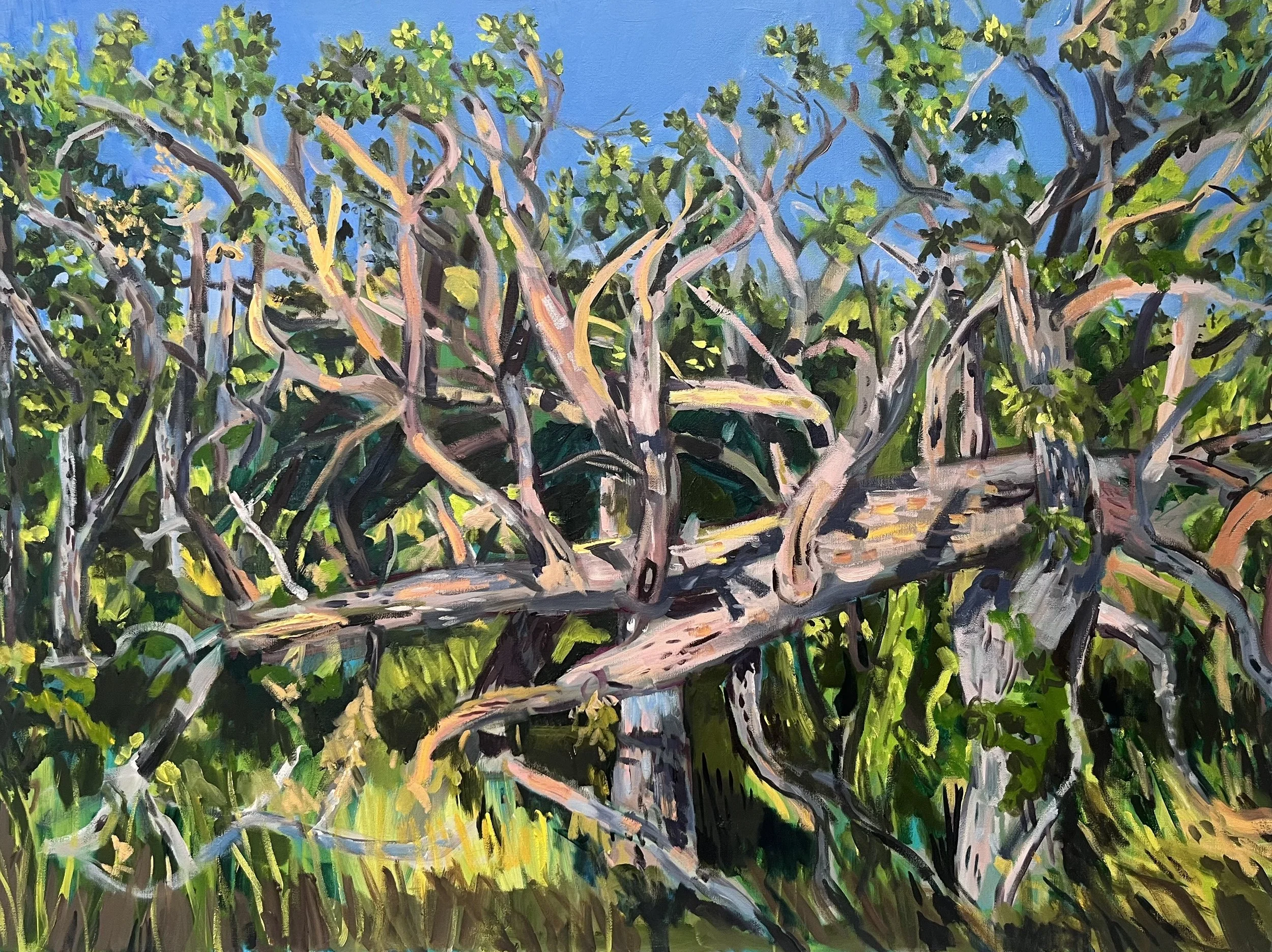 White Oak Tangle: Late summer afternoon