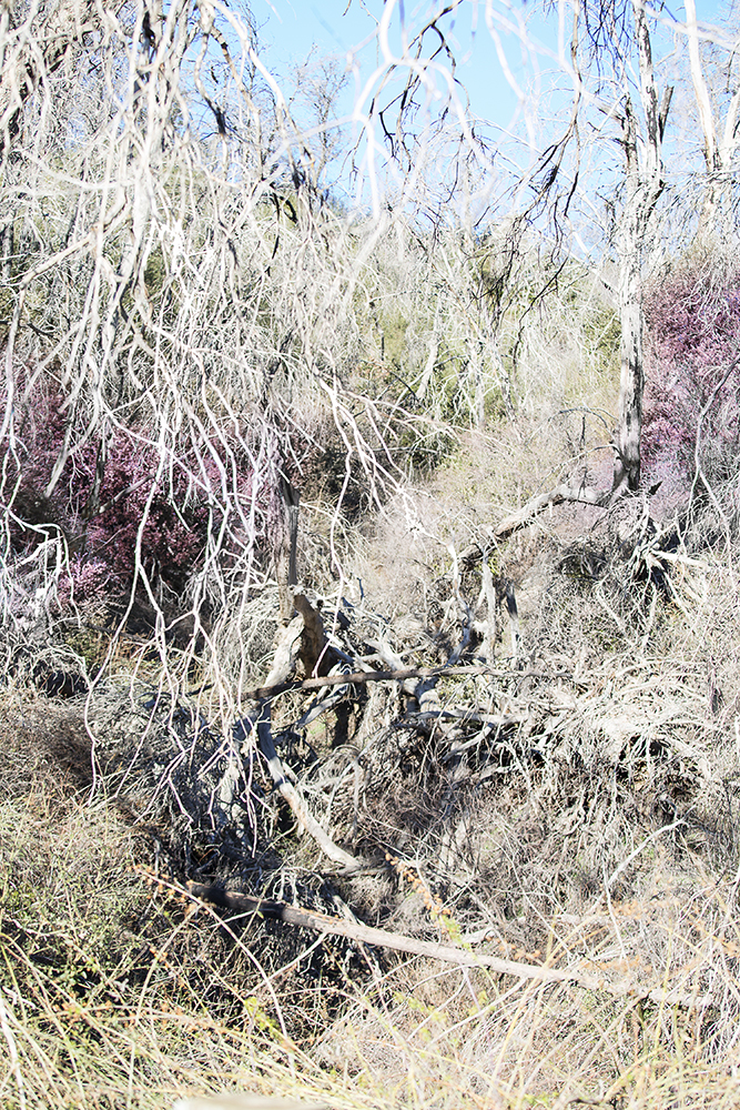 Delaney Allen, Figure 2.4 (Documentation Of Landscape) , 30 x 20", archival pigment print, 2016