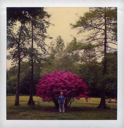 Photo from Rick Olivier's 1976 Bayou Lafourche azaleas series
