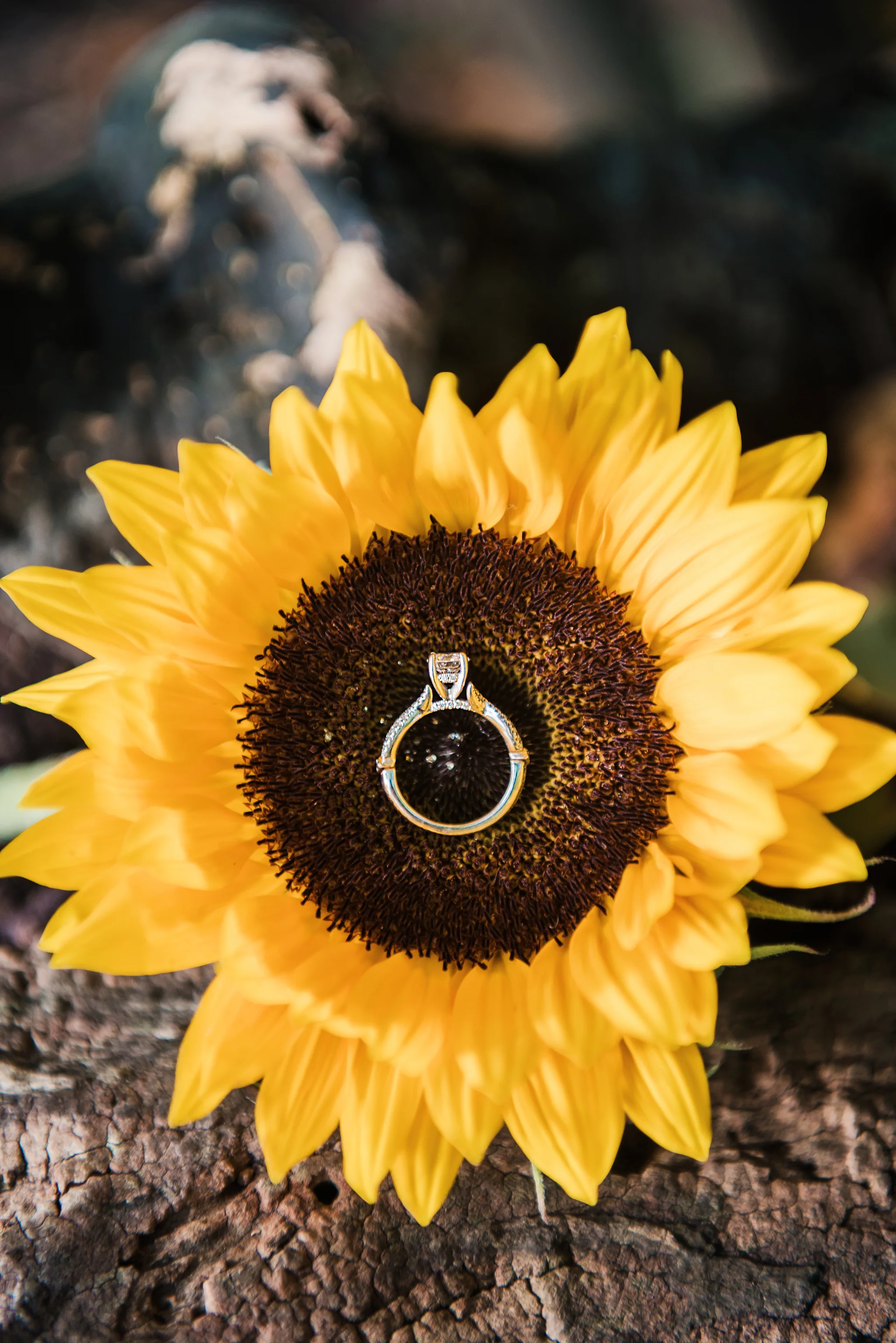 Green_Lakes_State_Park_Syracuse_Engagement_Session_JILL_STUDIO_Rochester_NY_Photographer_DSC_0941.jpg