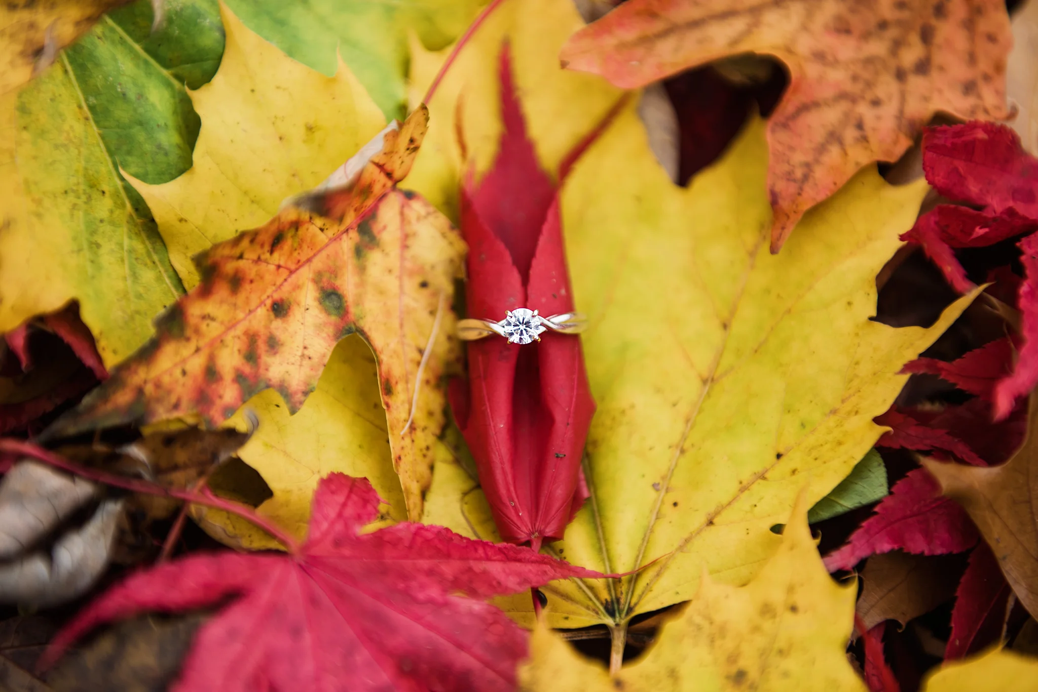Tinker_Nature_Park_Rochester_Engagement_Session_JILL_STUDIO_Rochester_NY_Photographer_DSC_0472.jpg