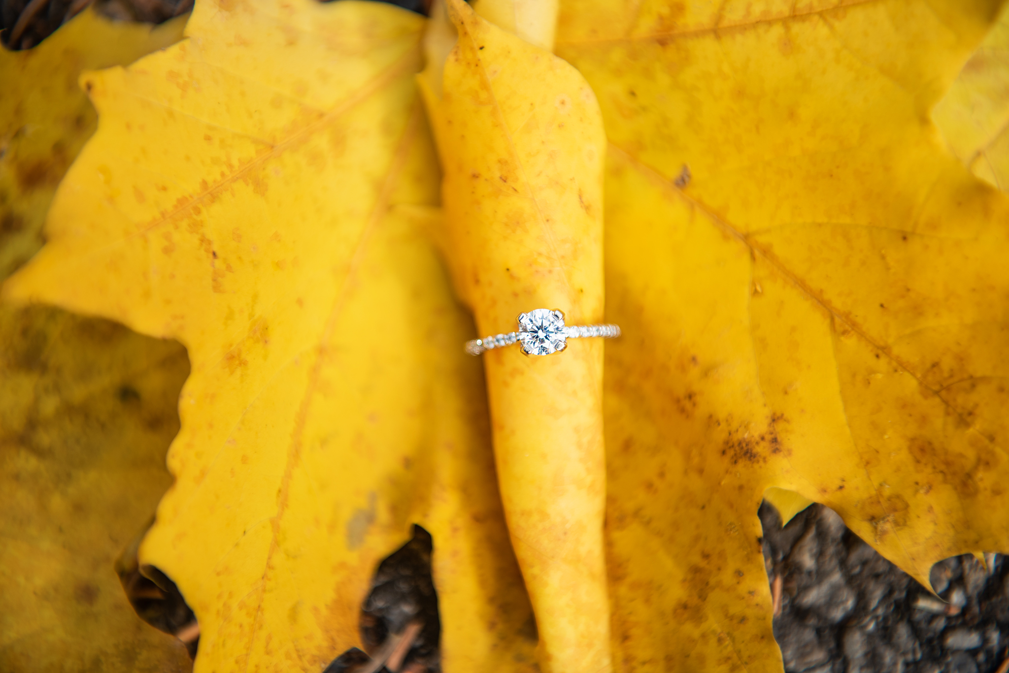 Mendon_Ponds_Park_Rochester_Engagement_Session_JILL_STUDIO_Rochester_NY_Photographer_DSC_0418.jpg
