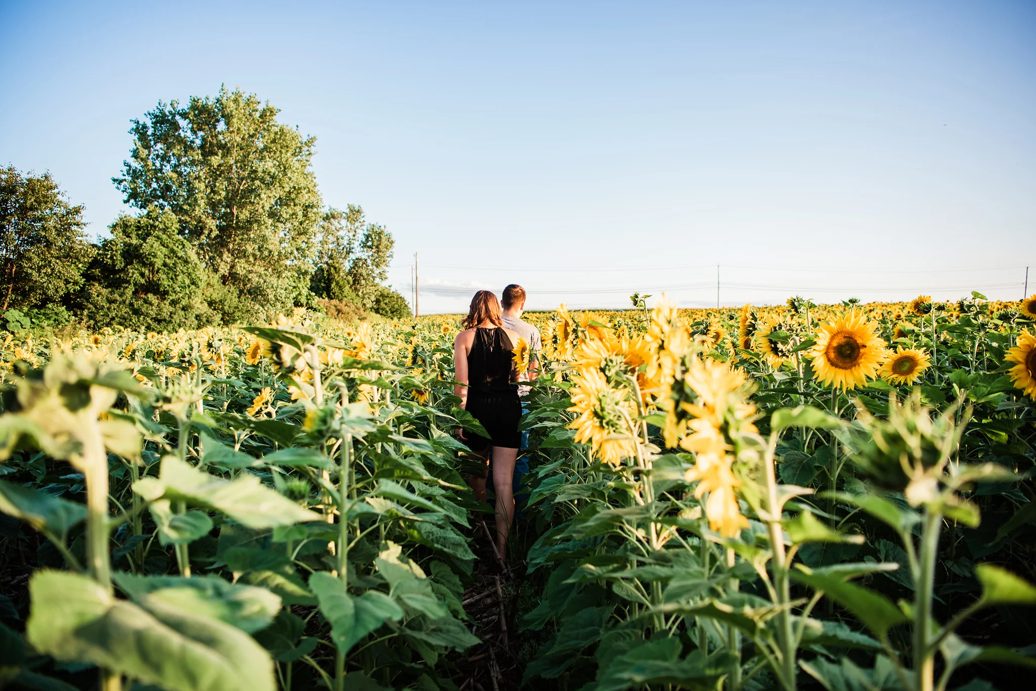 Mendon_Ponds_Park_Sunflower_Farm_Rochester_Engagement_Session_JILL_STUDIO_Rochester_NY_Photographer_DSC_1034.jpg