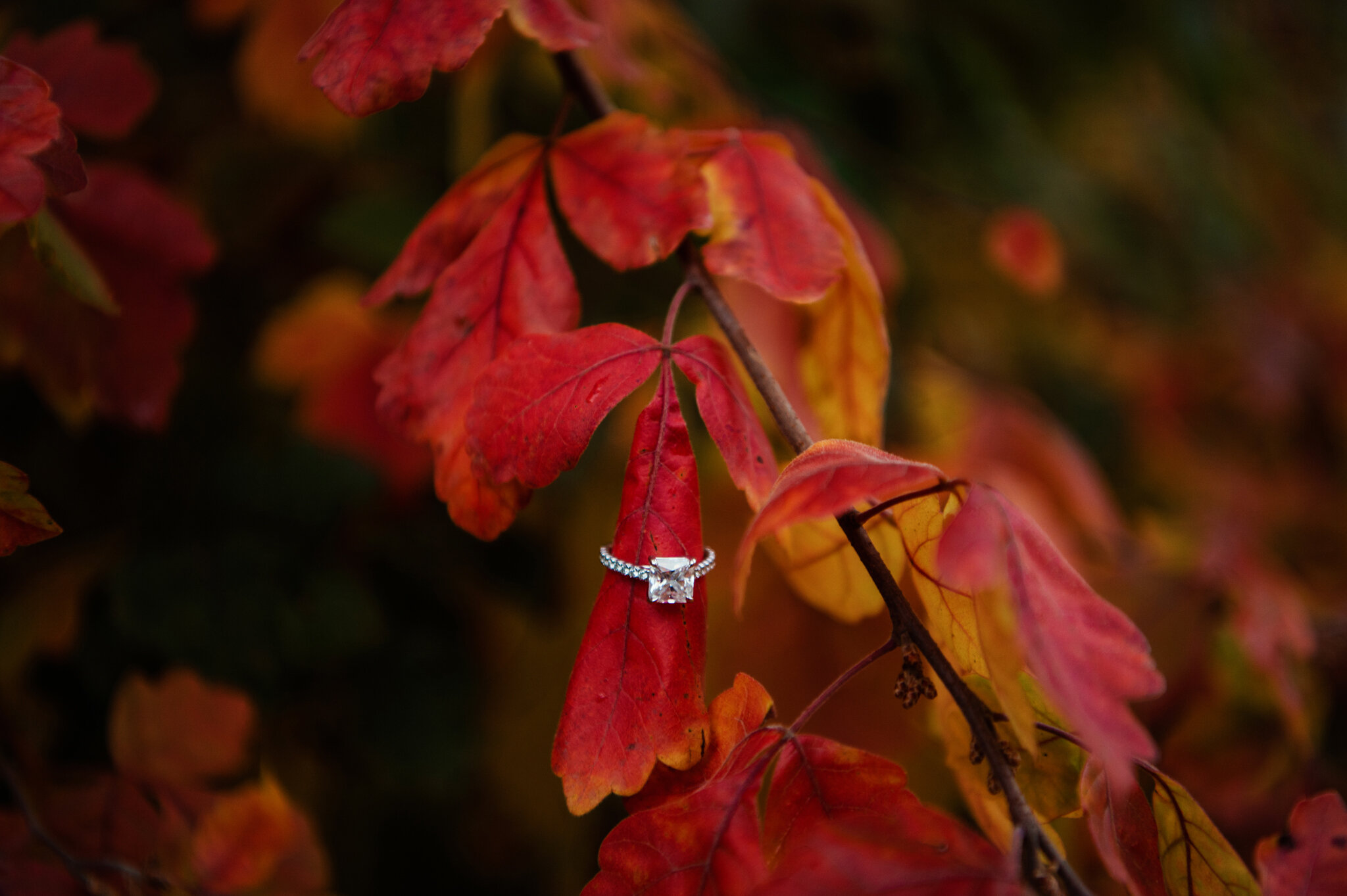 Highland_Park_Rochester_Engagement_Session_JILL_STUDIO_Rochester_NY_Photographer_3652.jpg