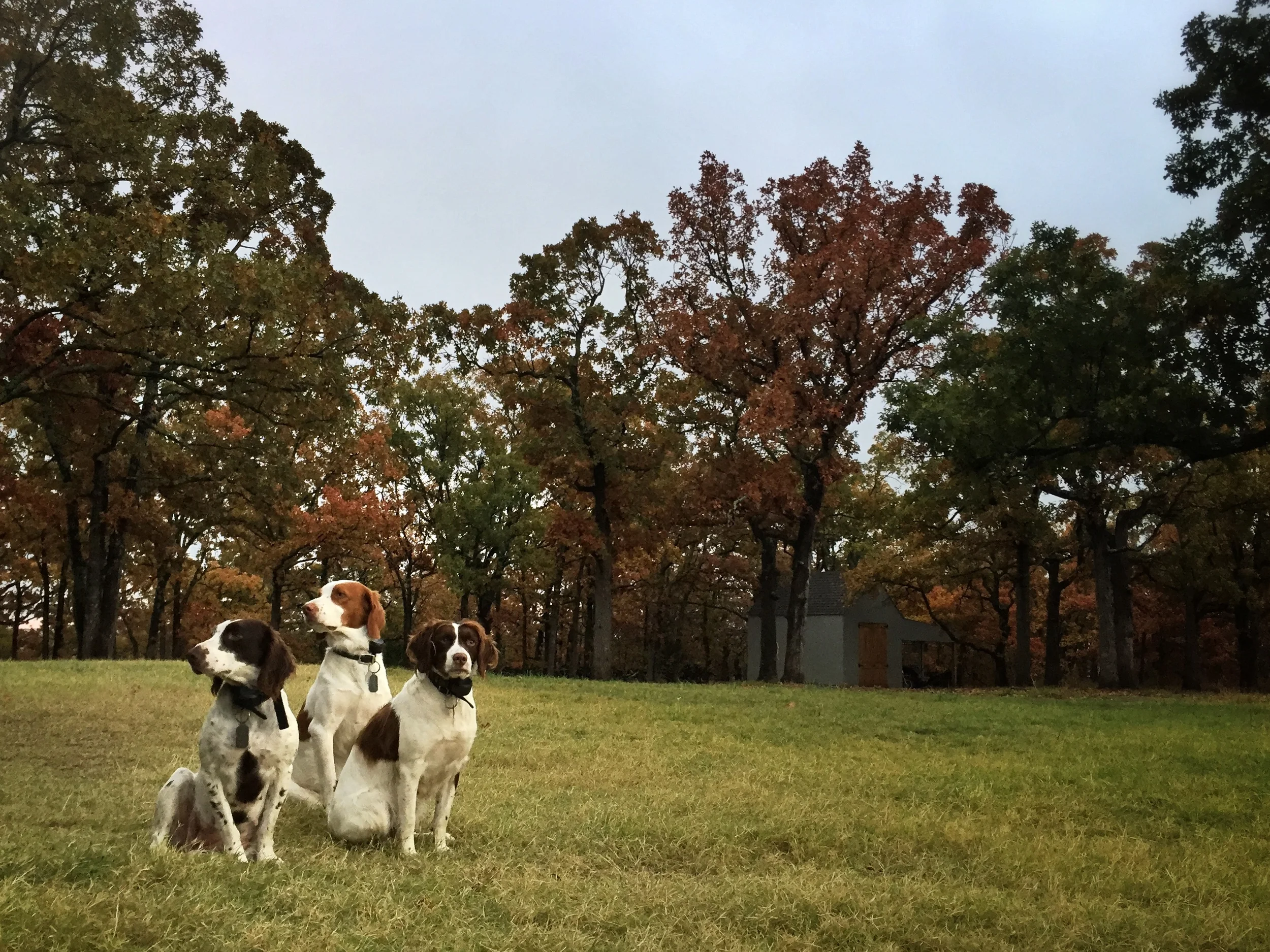Pippy, Nary, and Theodore