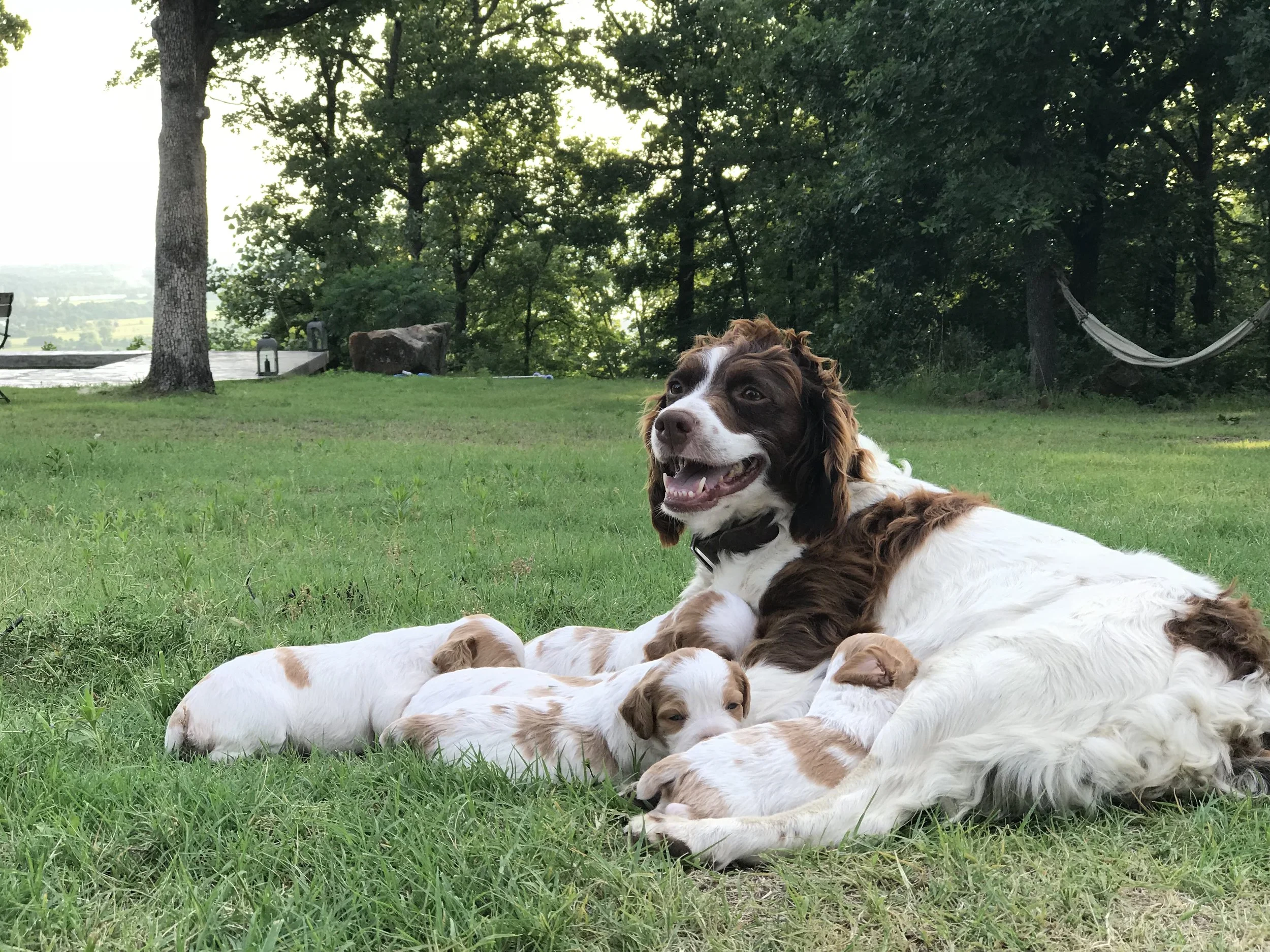 Nary and puppies