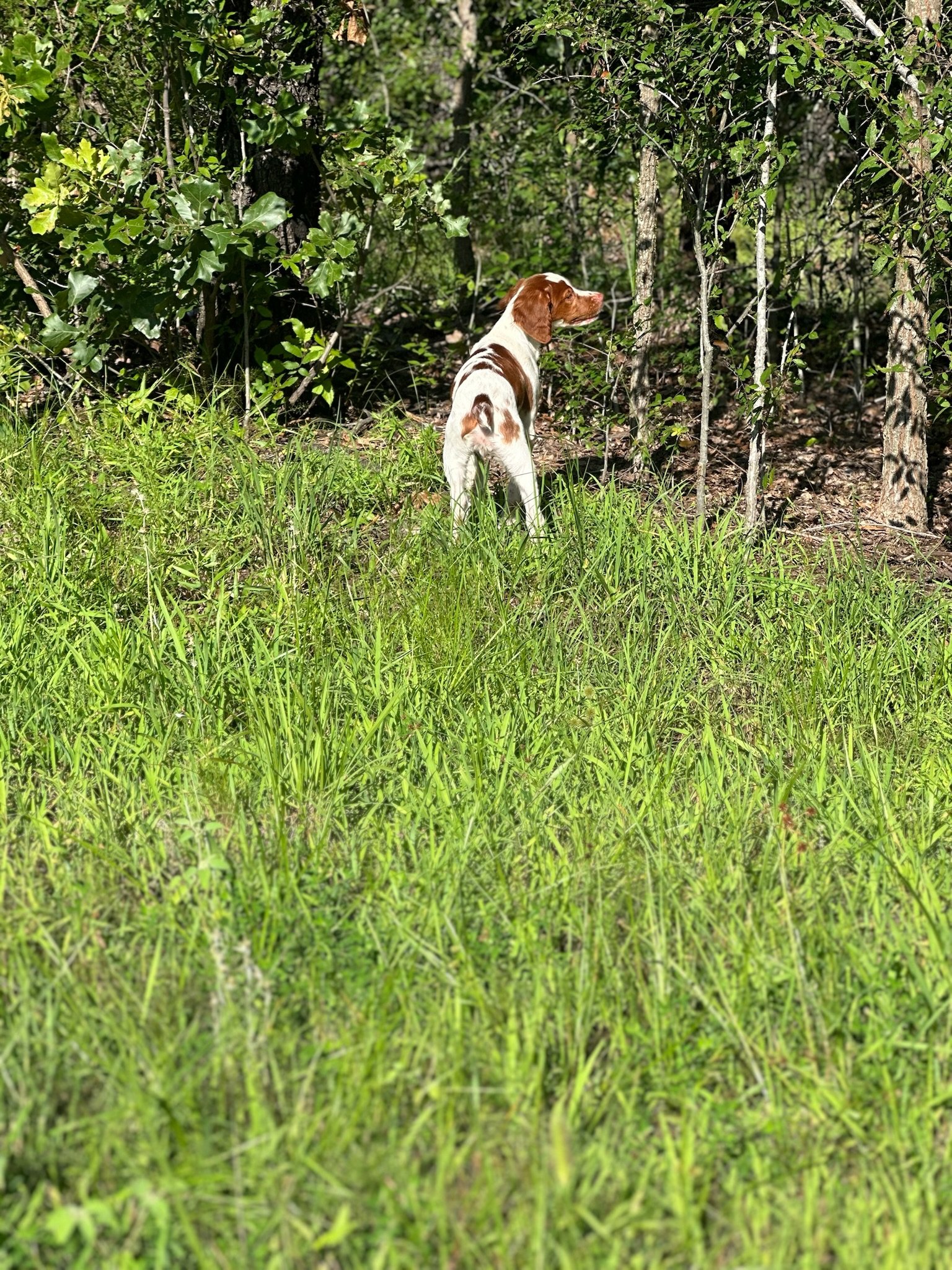 IMG_1044.jpeg