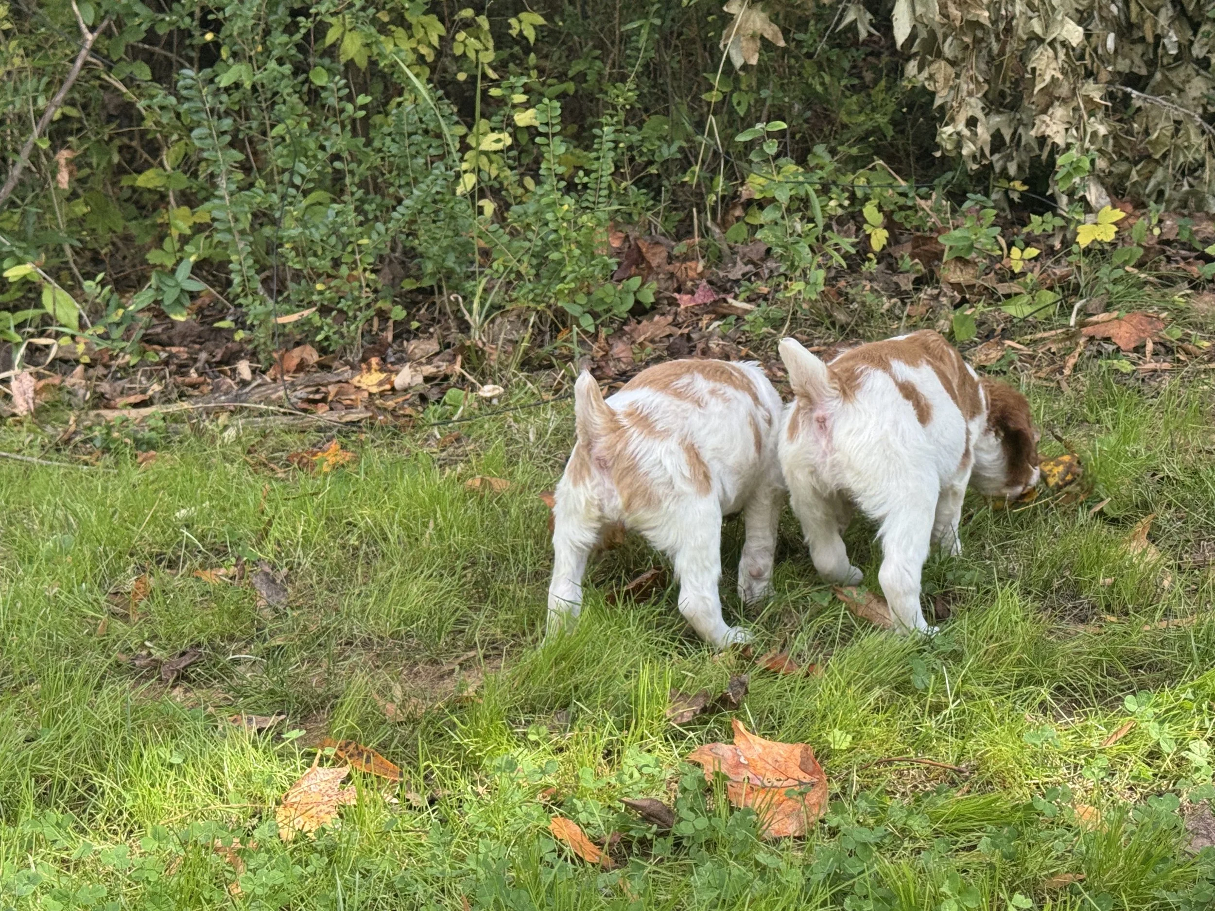 IMG_6307.jpeg