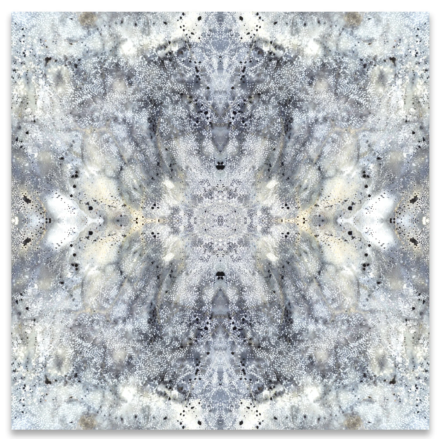 © SEASHELLS COMPOSITION No.910