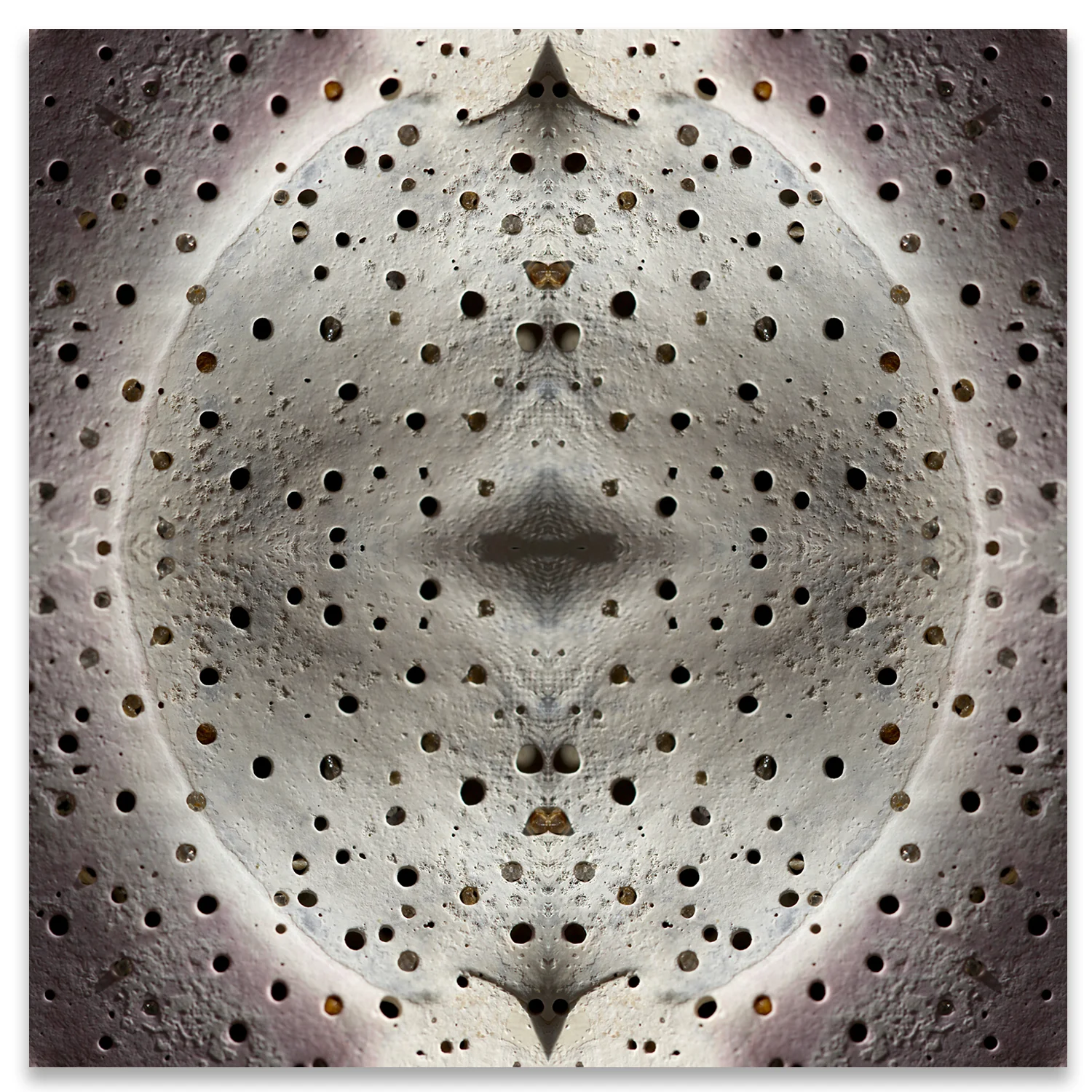 © SEASHELLS COMPOSITION No.17