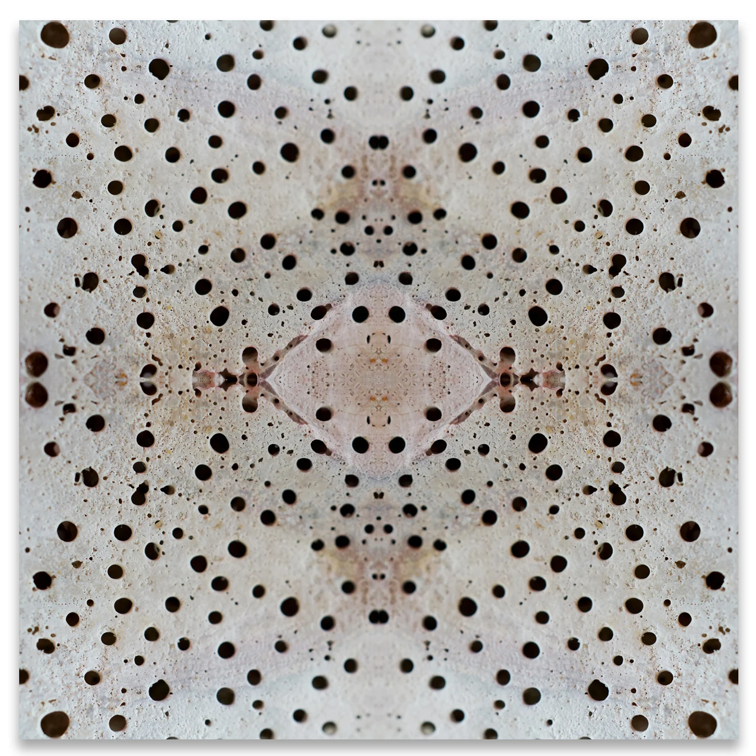 © SEASHELLS COMPOSITION No.907