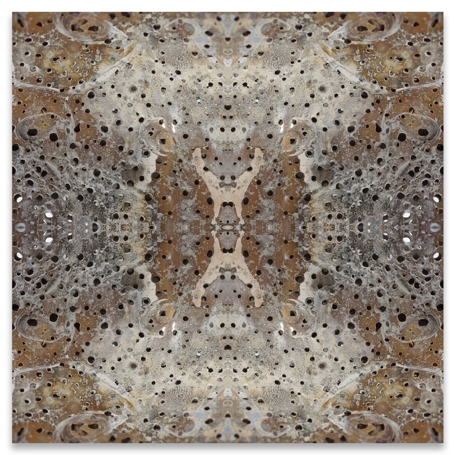© SEASHELLS COMPOSITION No.913