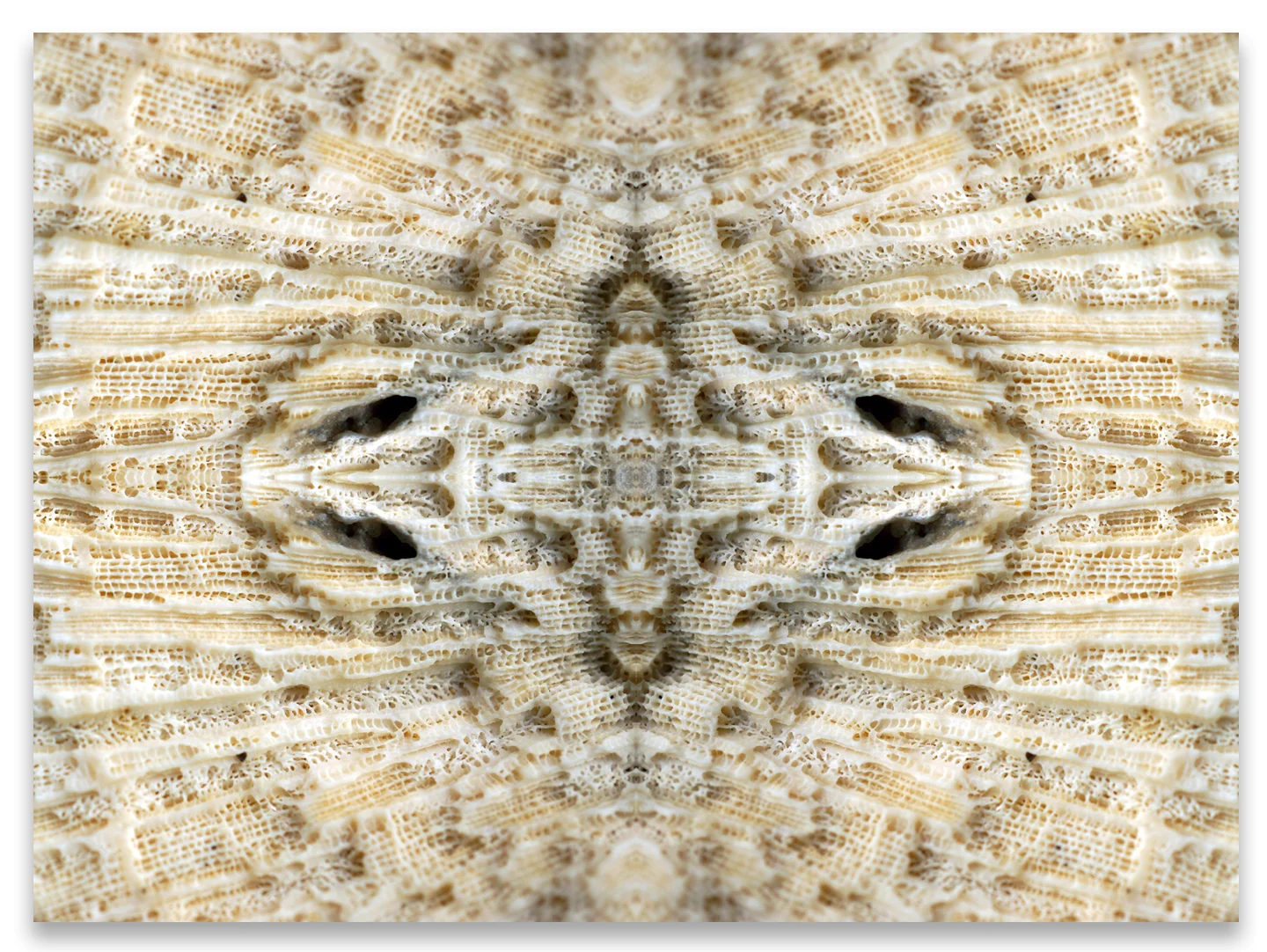 © SEASHELLS COMPOSITION No.901