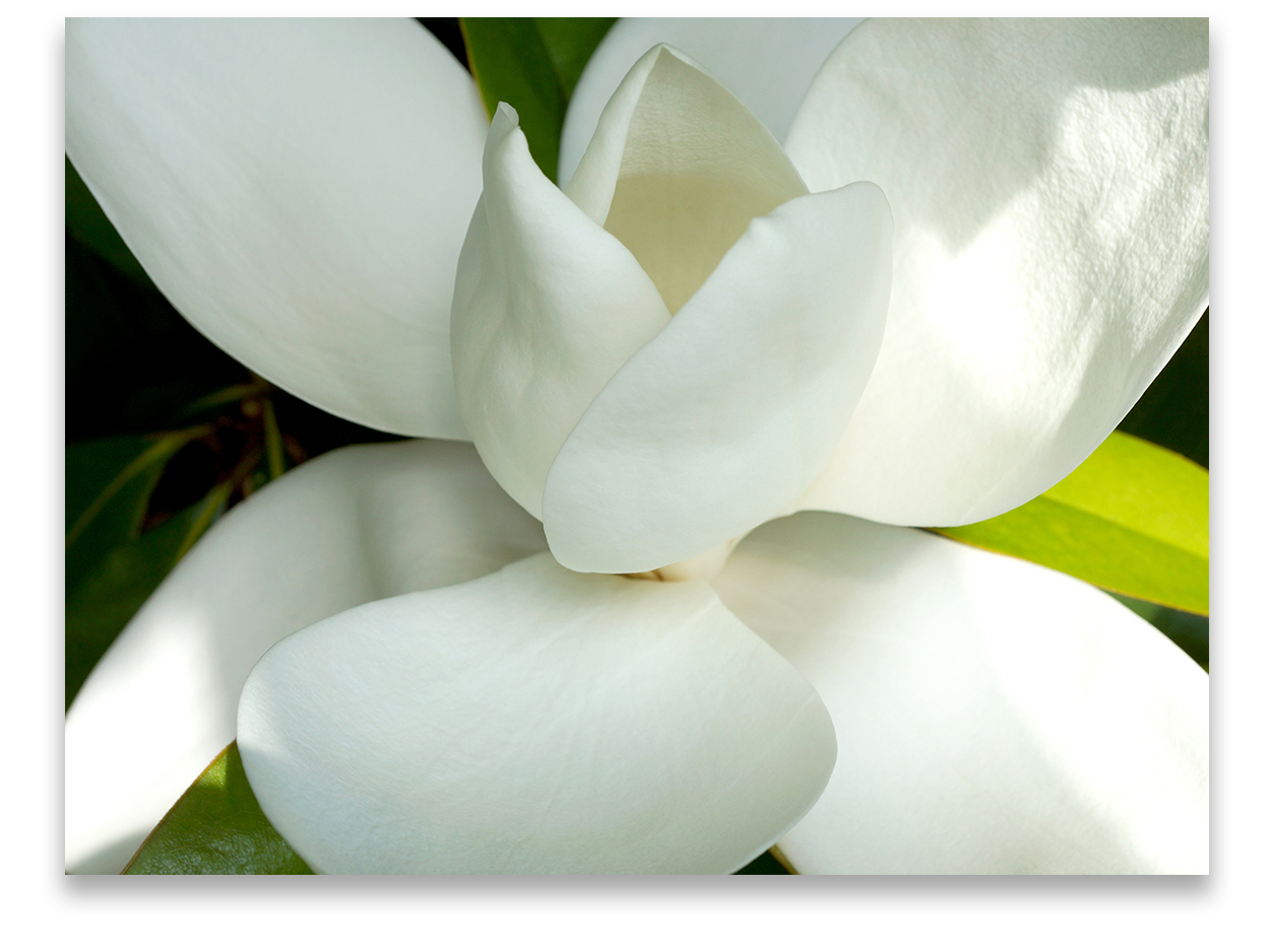 © MAGNOLIA COMPOSITION No.2