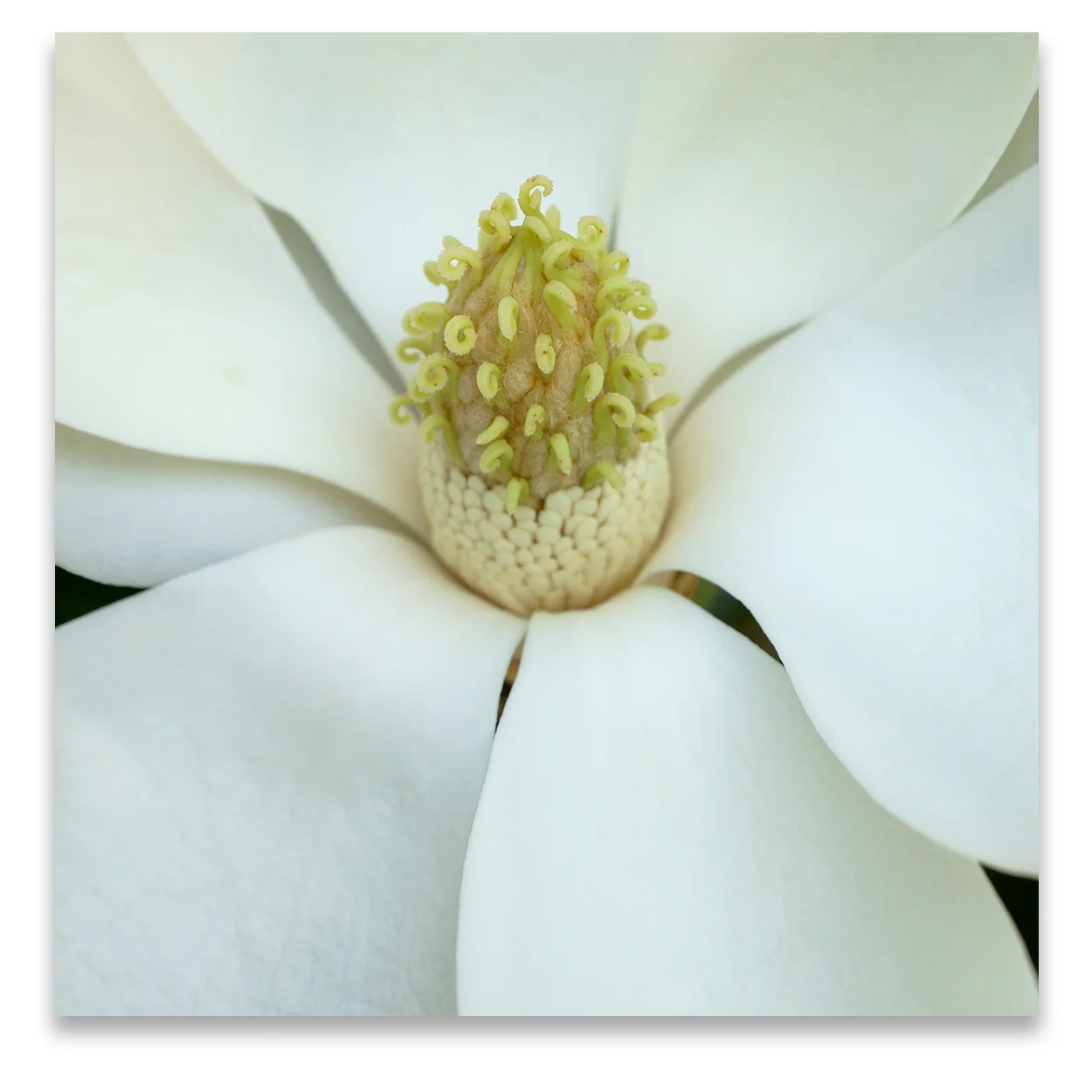 © MAGNOLIA COMPOSITION No.1 square