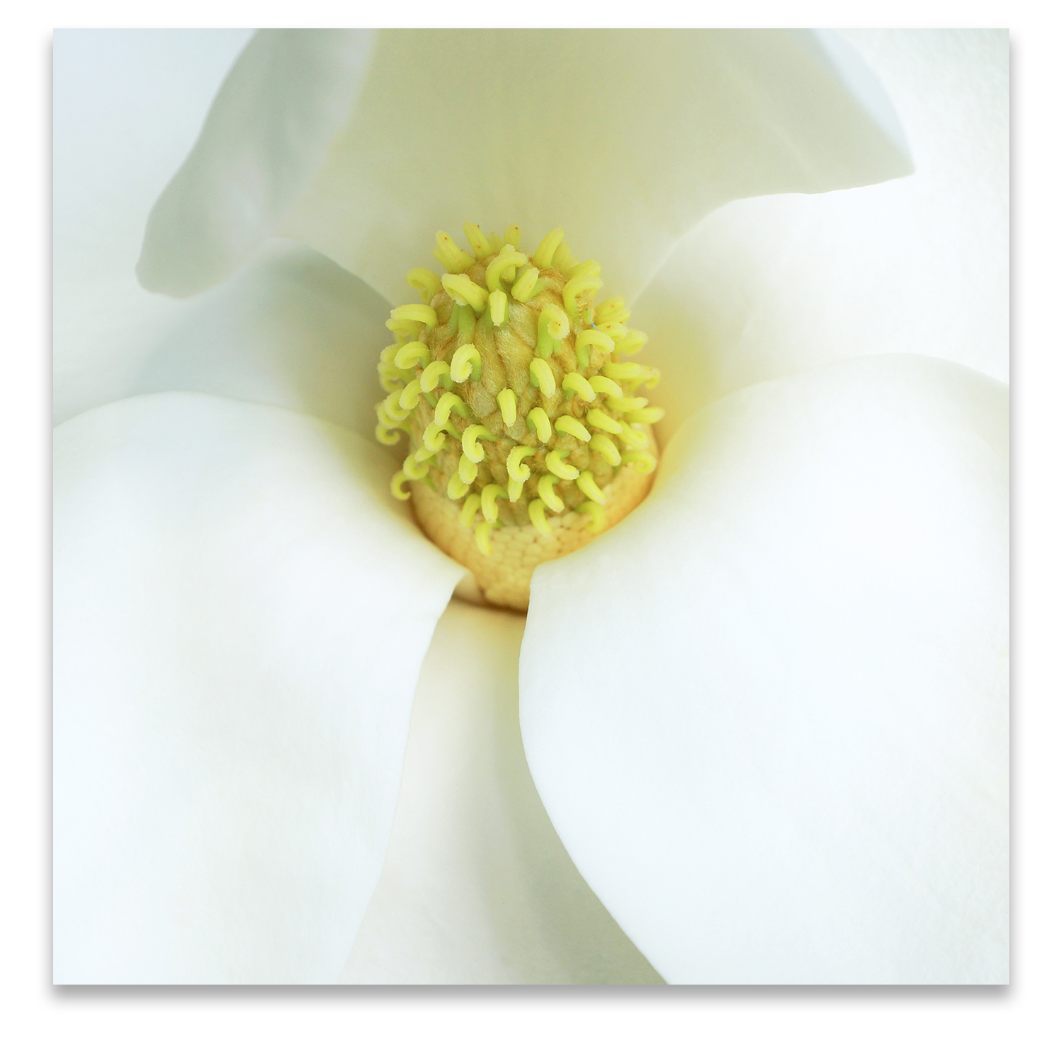 © MAGNOLIA COMPOSITION No.3 square