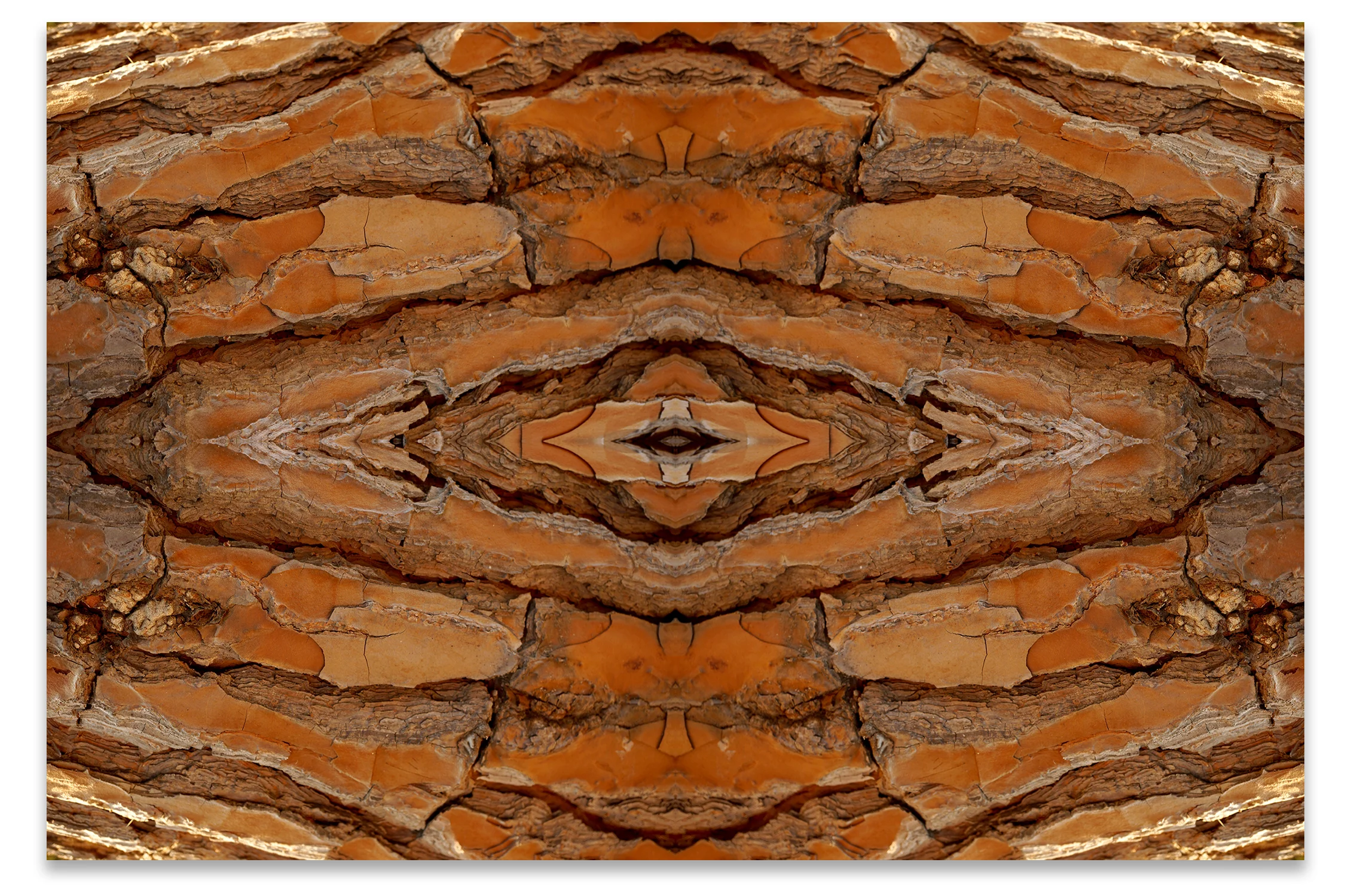© TREE BARK COMPOSITION No.812