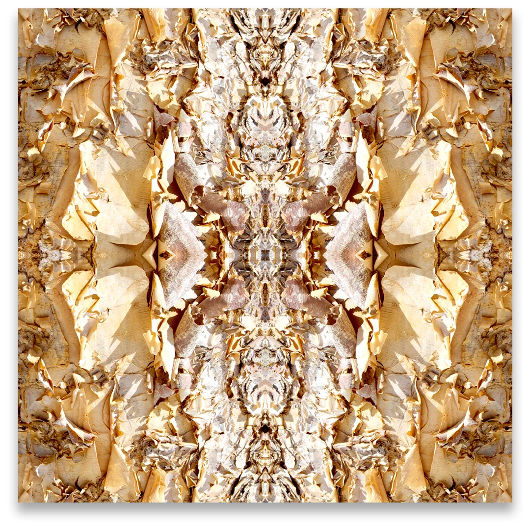 © TREE BARK COMPOSITION No.500