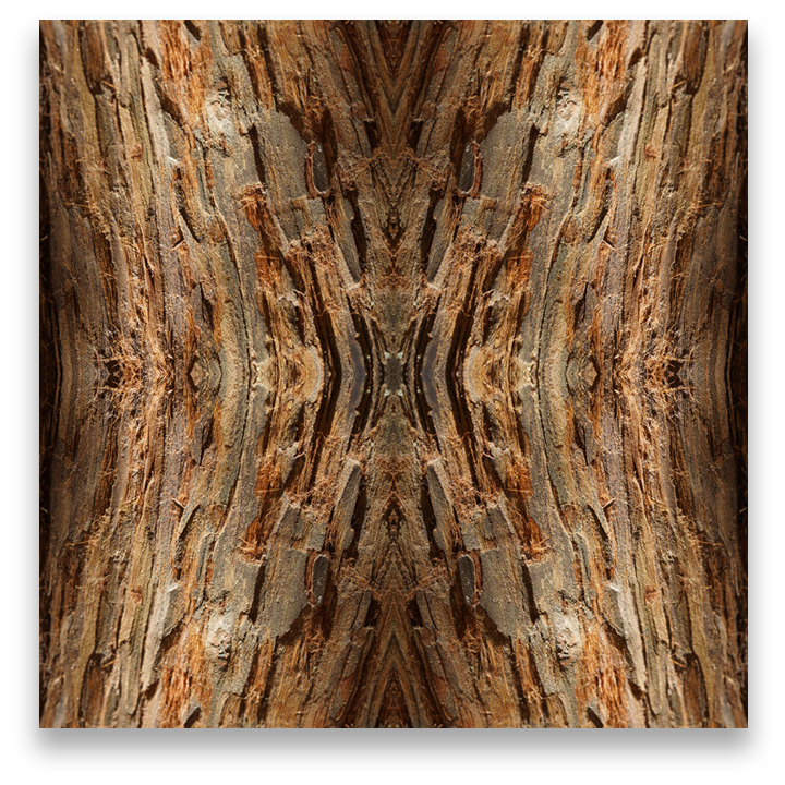 © TREE BARK COMPOSITION No.42